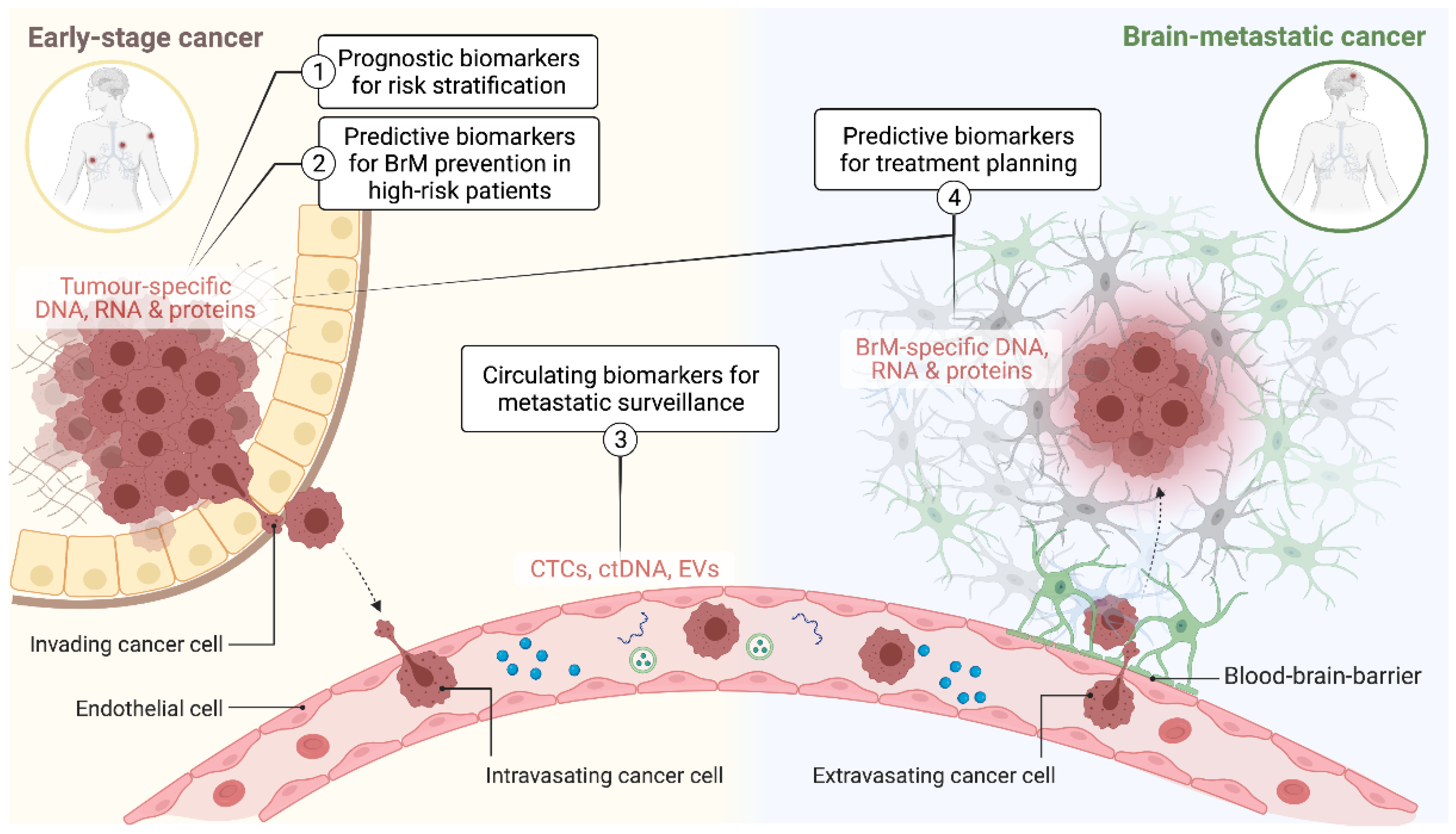 Diseases Free FullText Emerging Biomarkers for Diagnosis, Prevention and Treatment of Brain