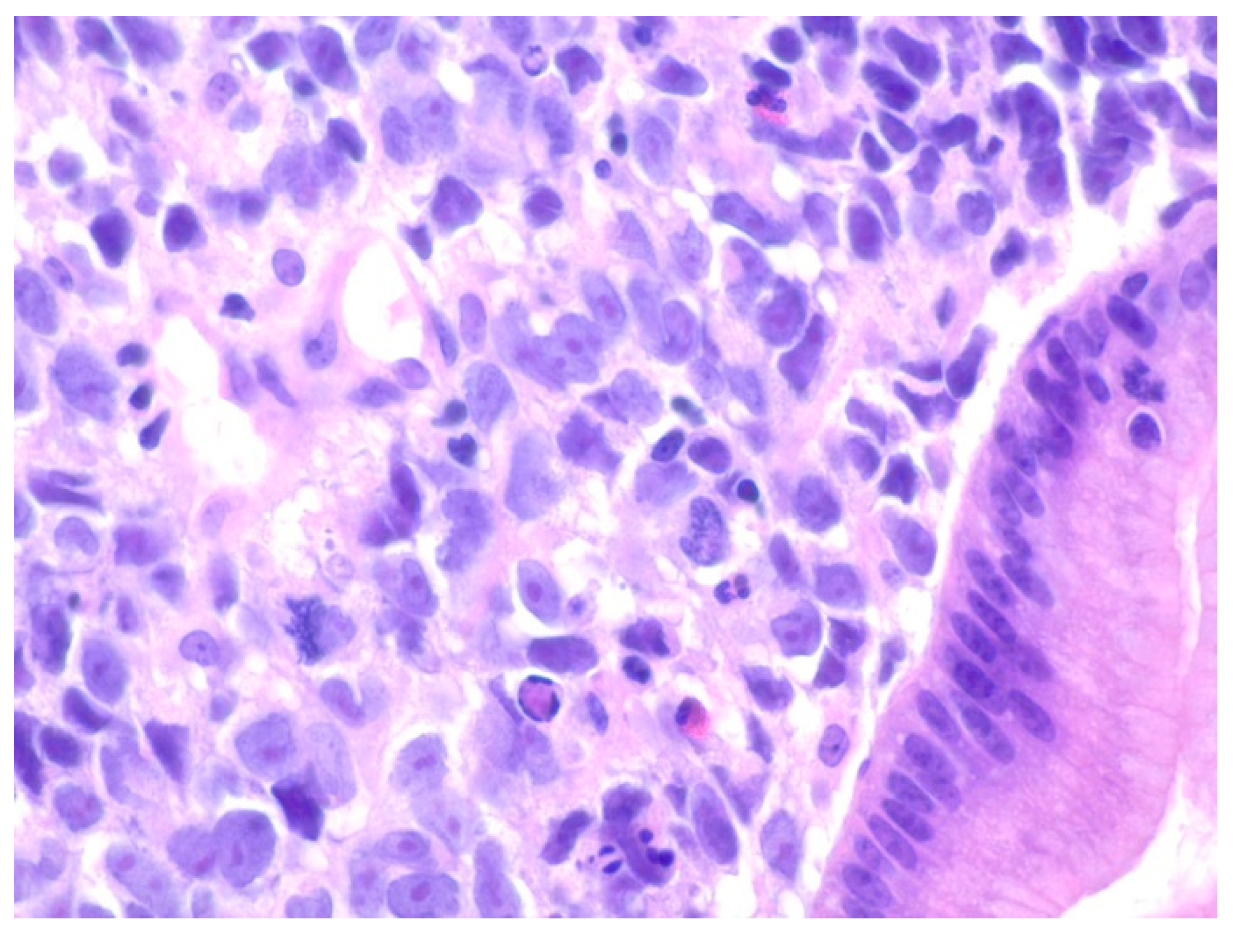 Diseases 10 00061 g016