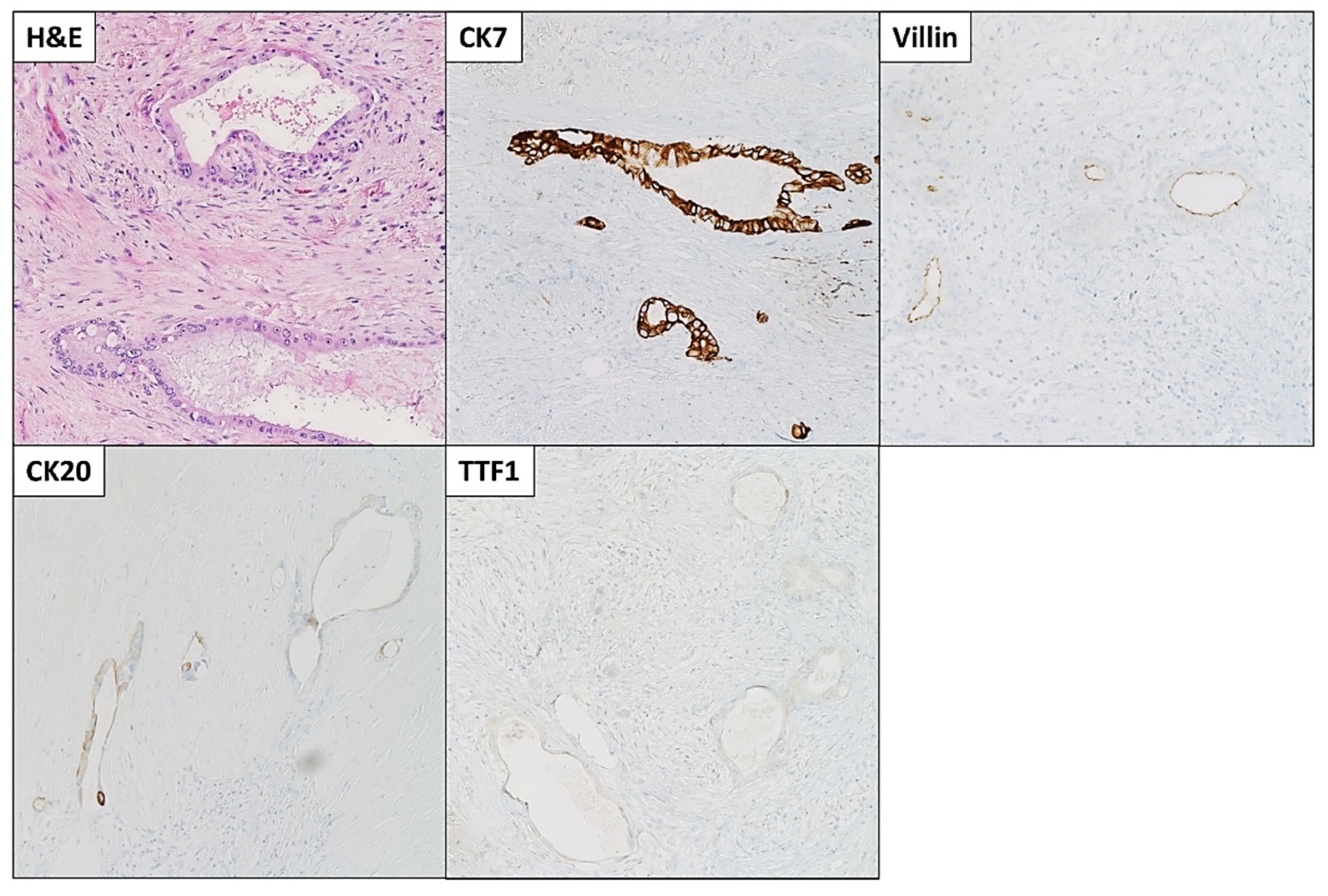 Diseases 10 00115 g004 Diseases 10 00115 g004