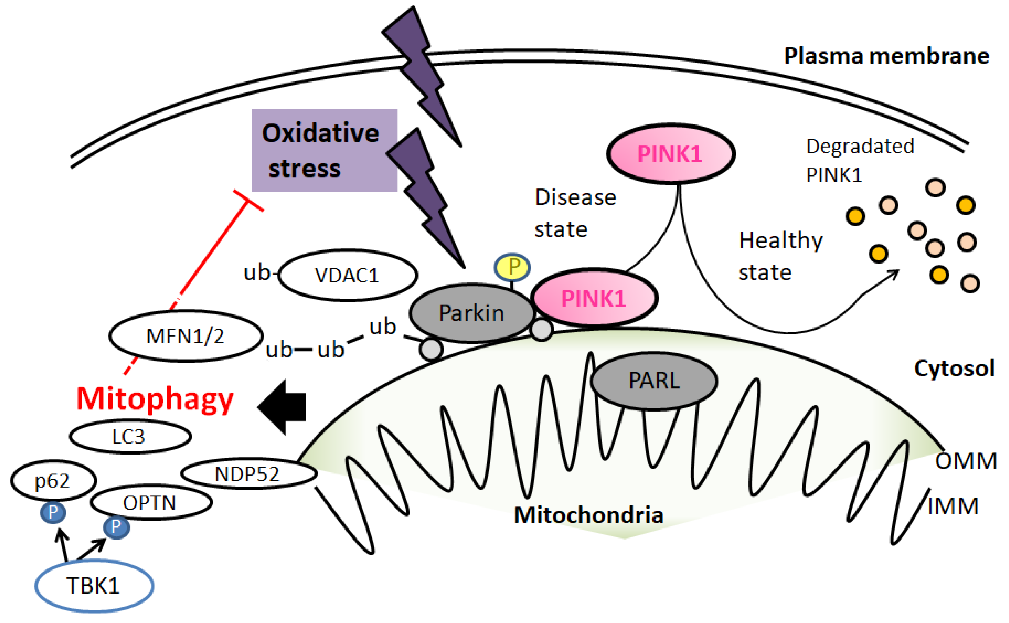Diseases 10 00117 g001 Diseases 10 00117 g001