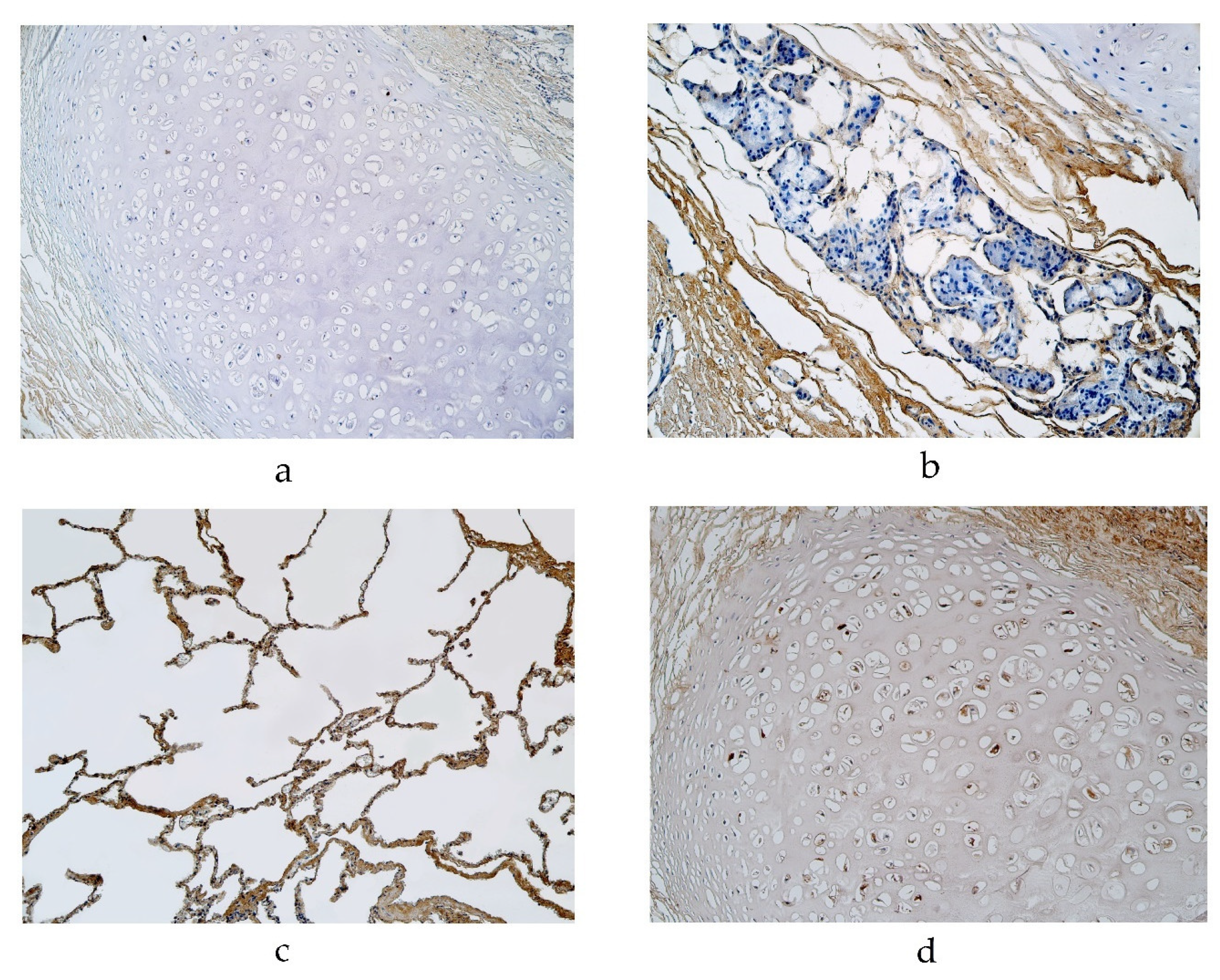 Diseases 11 00005 g003 Diseases 11 00005 g003