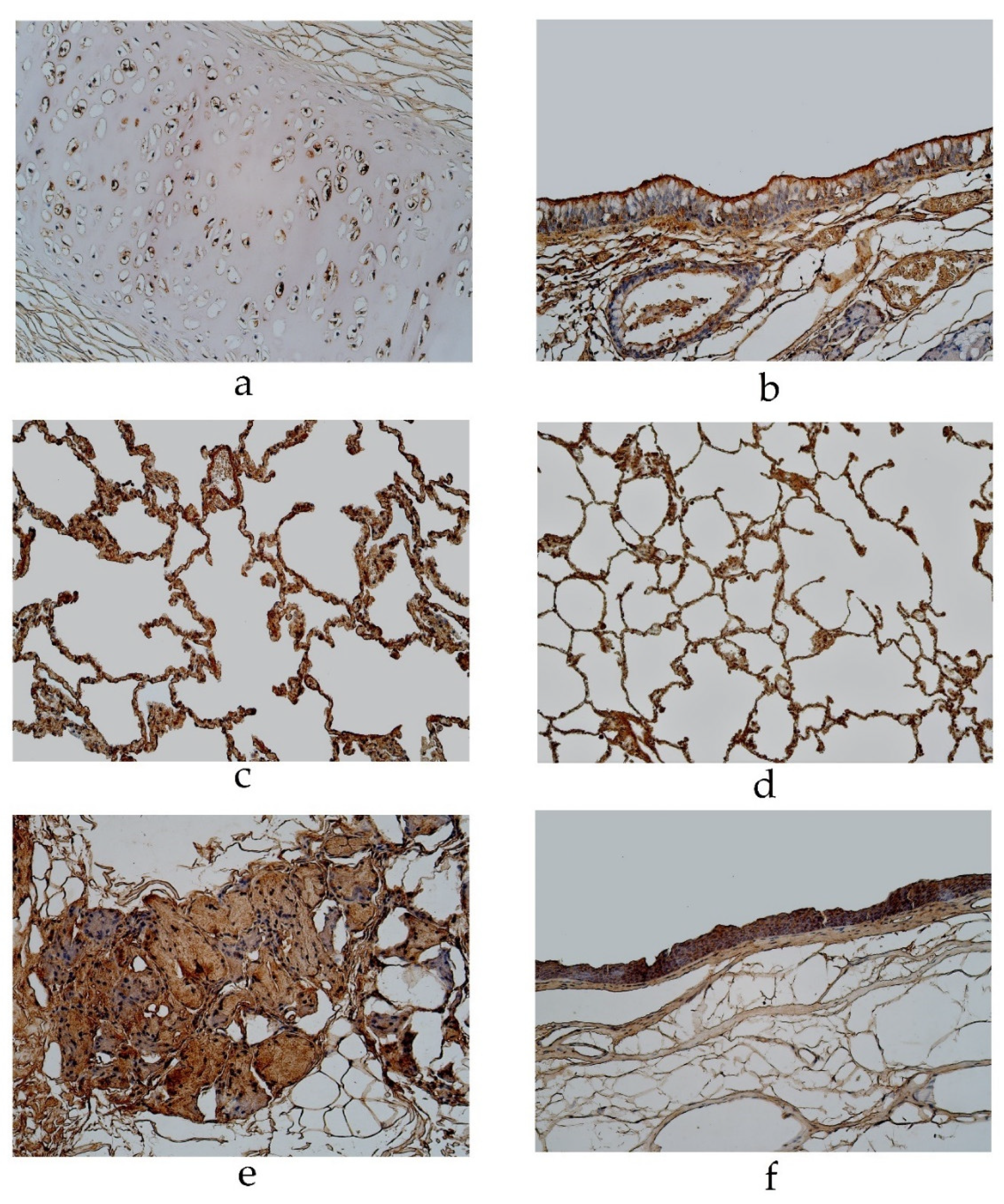 Diseases 11 00005 g004 Diseases 11 00005 g004