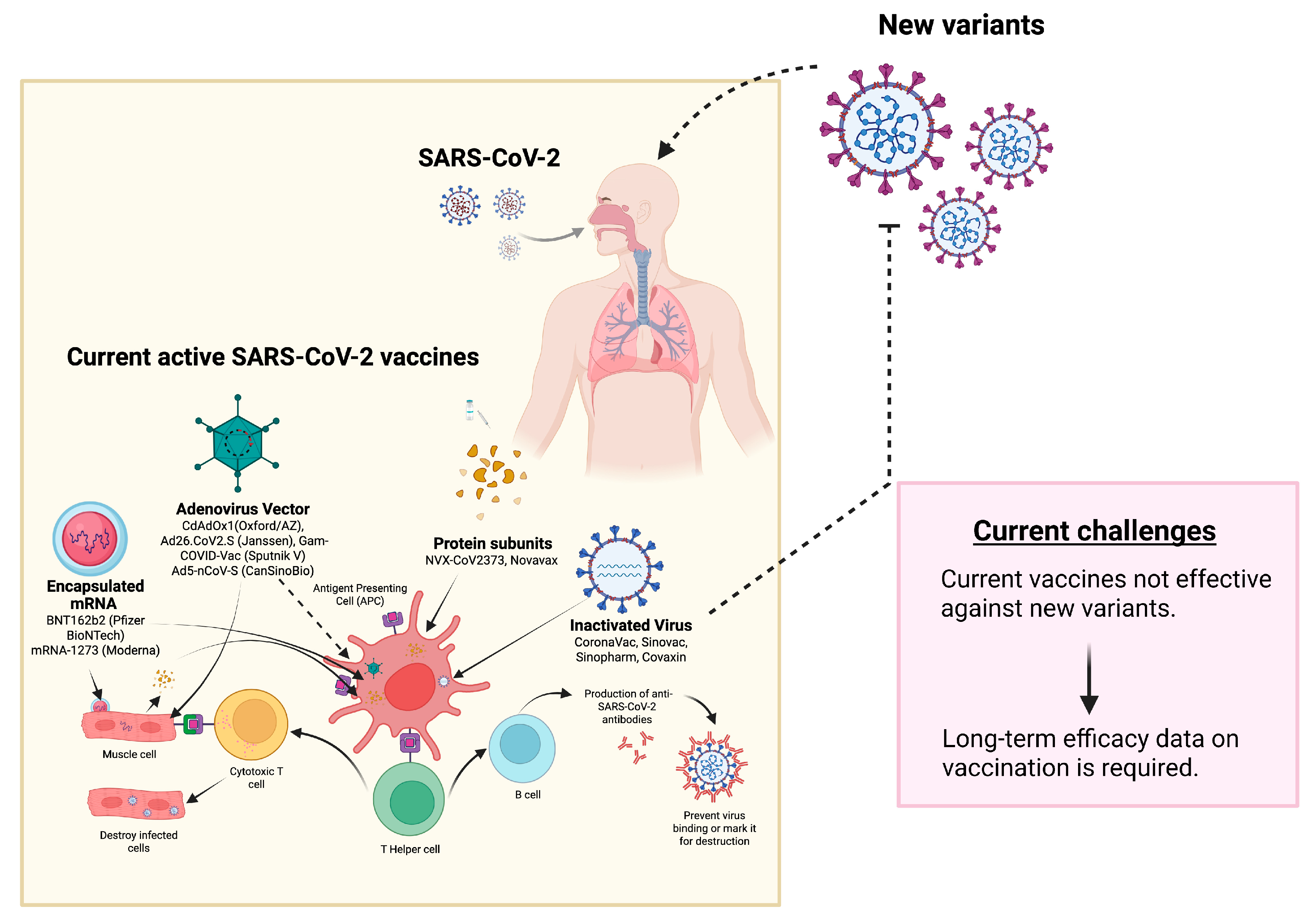 Diseases 11 00064 g003 Diseases 11 00064 g003