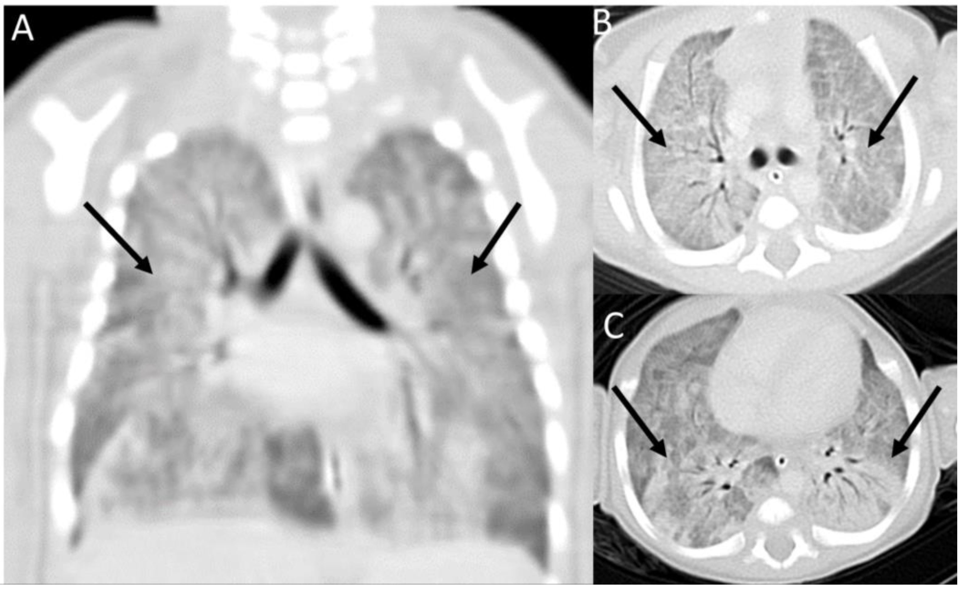 Diseases 11 00067 g002 Diseases 11 00067 g002
