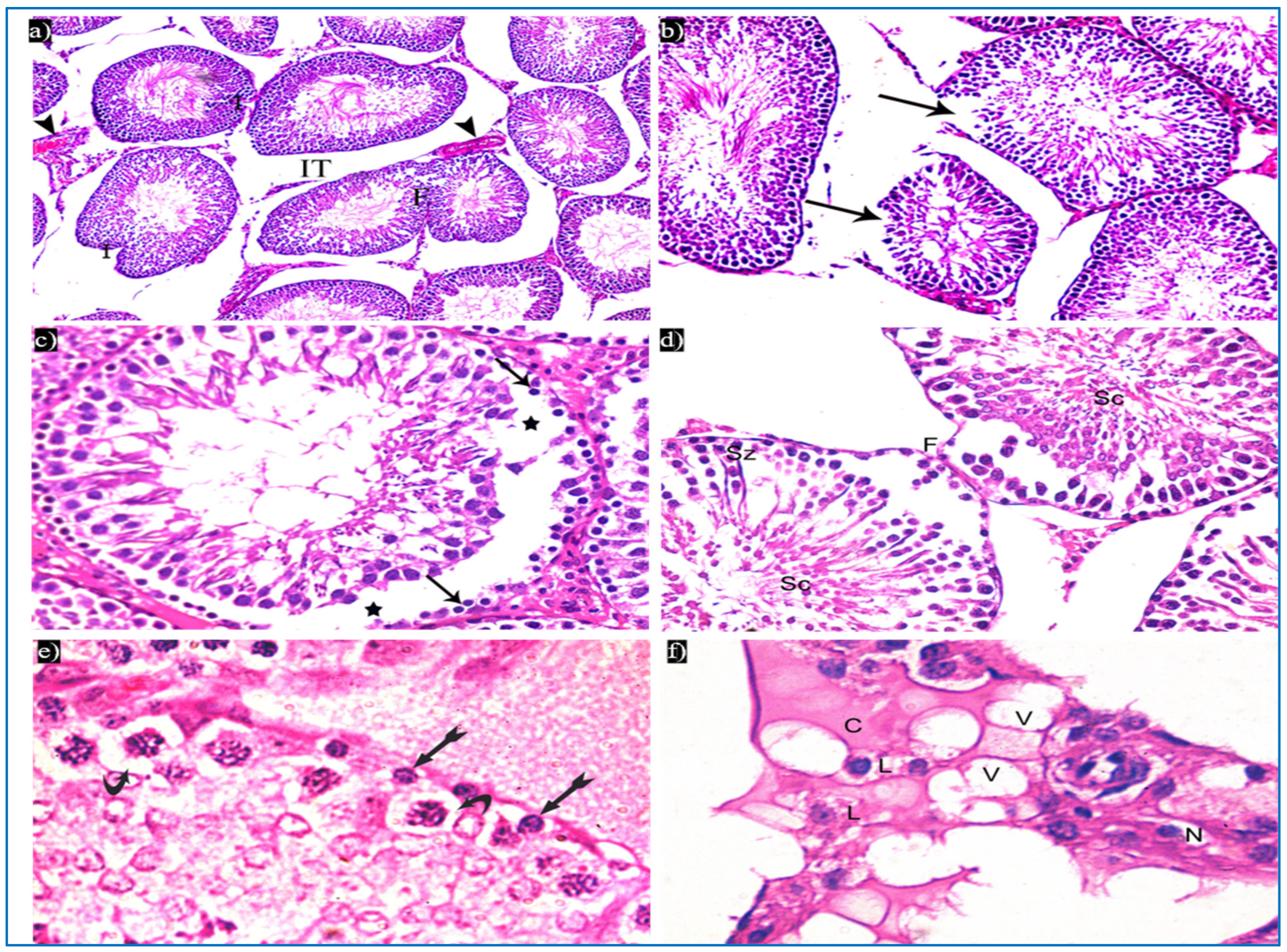 Diseases 11 00084 g004 Diseases 11 00084 g004