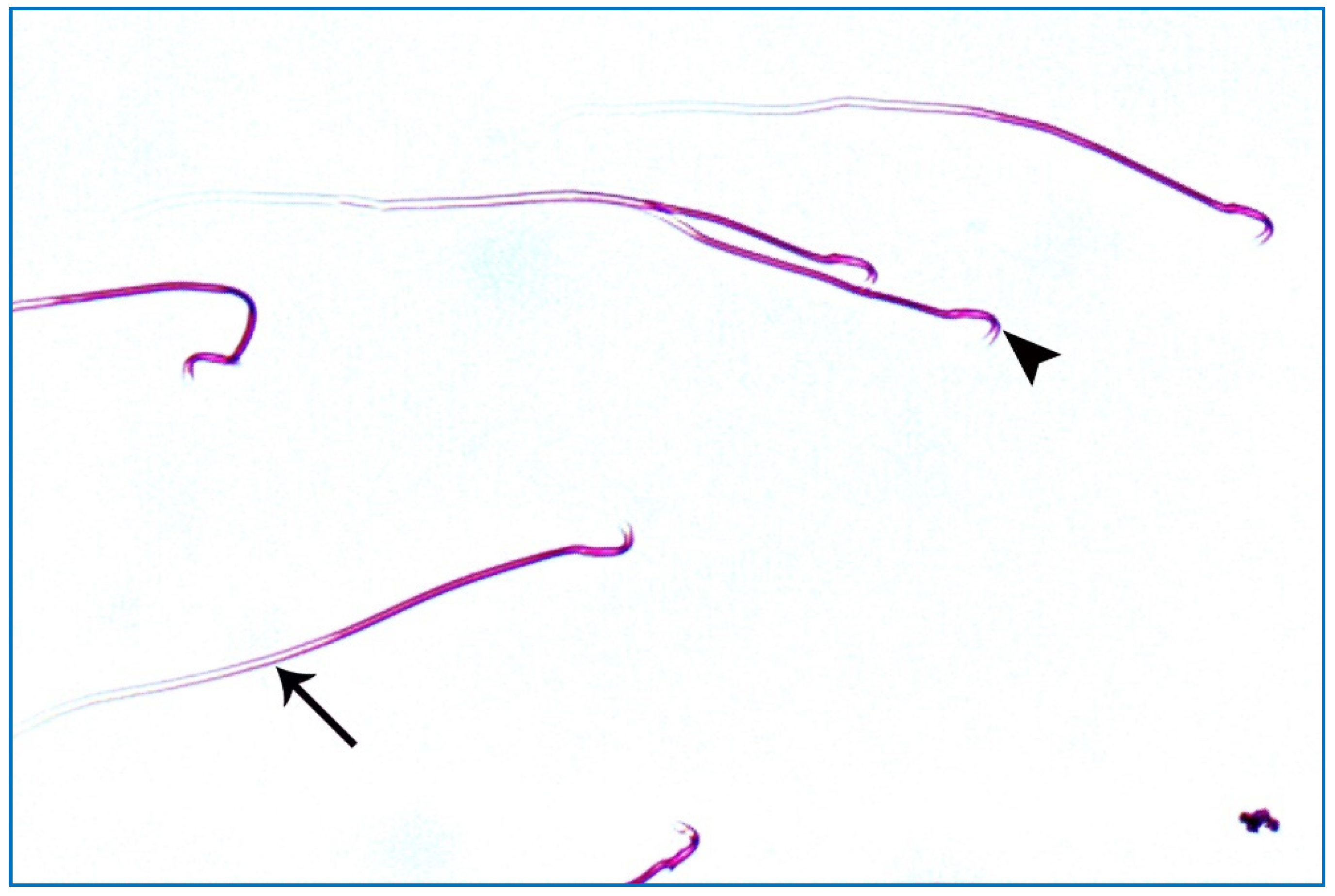 Diseases 11 00084 g011 Diseases 11 00084 g011