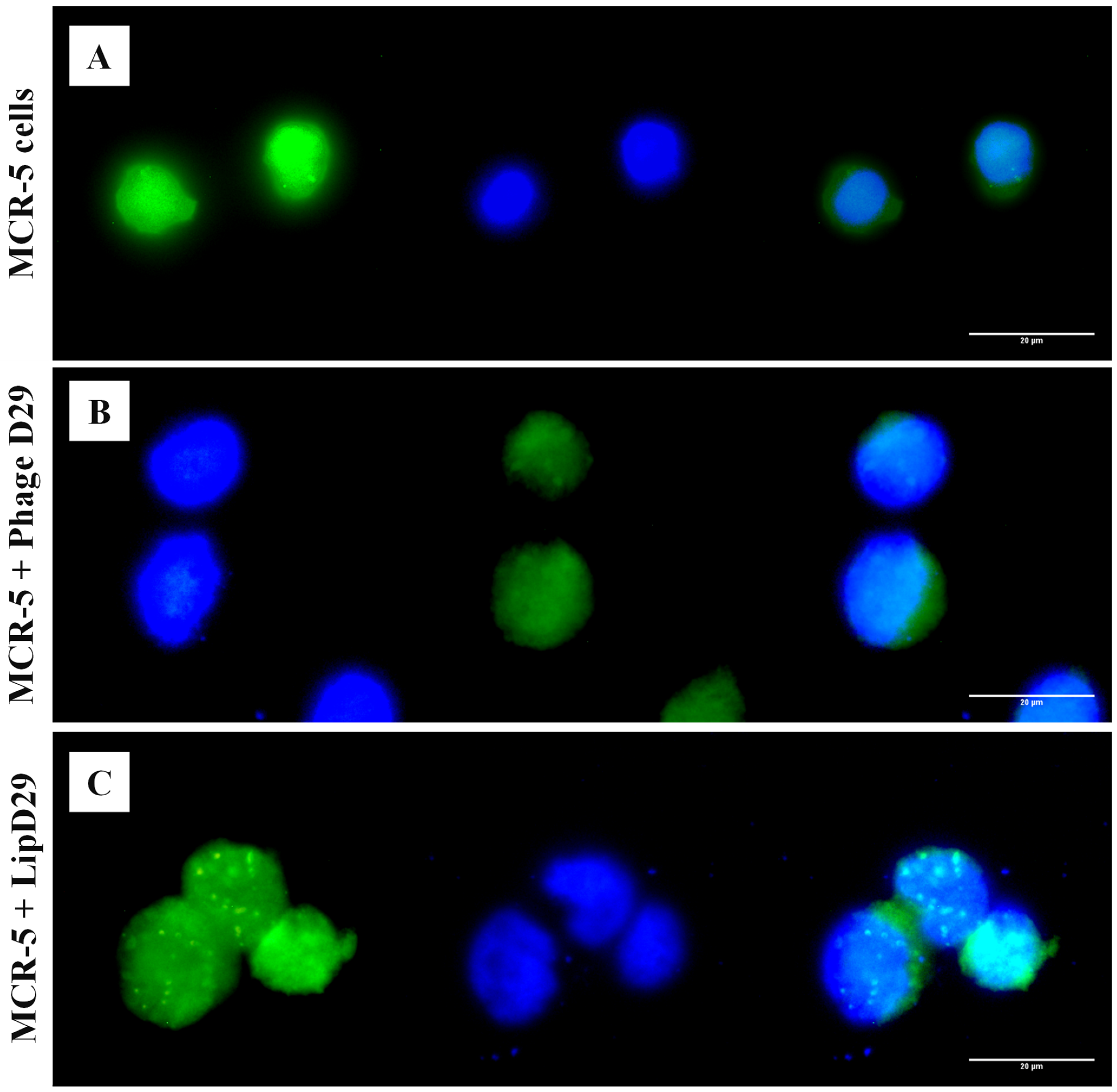 Diseases 11 00150 g003 Diseases 11 00150 g003