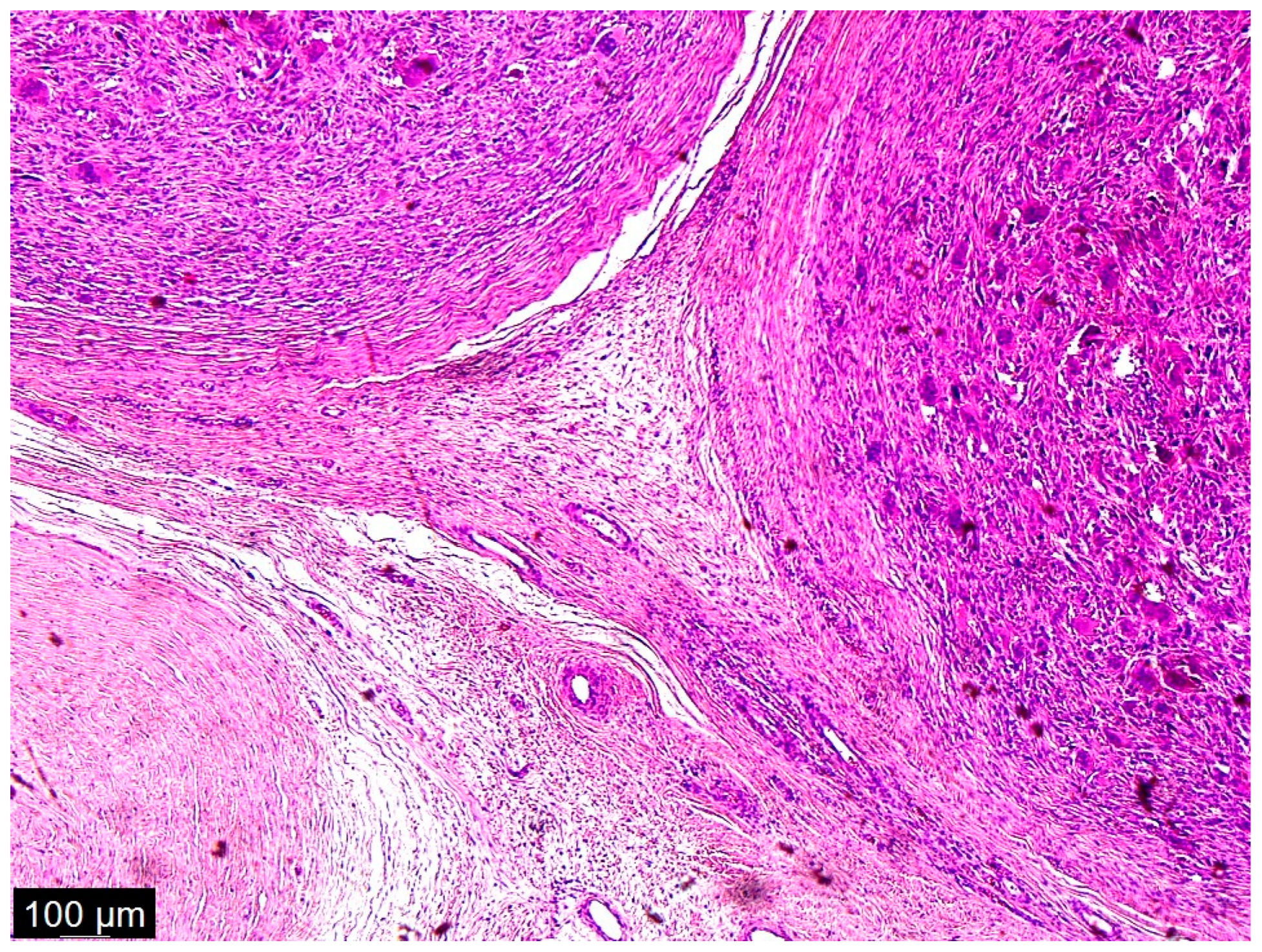 Diseases 12 00006 g004