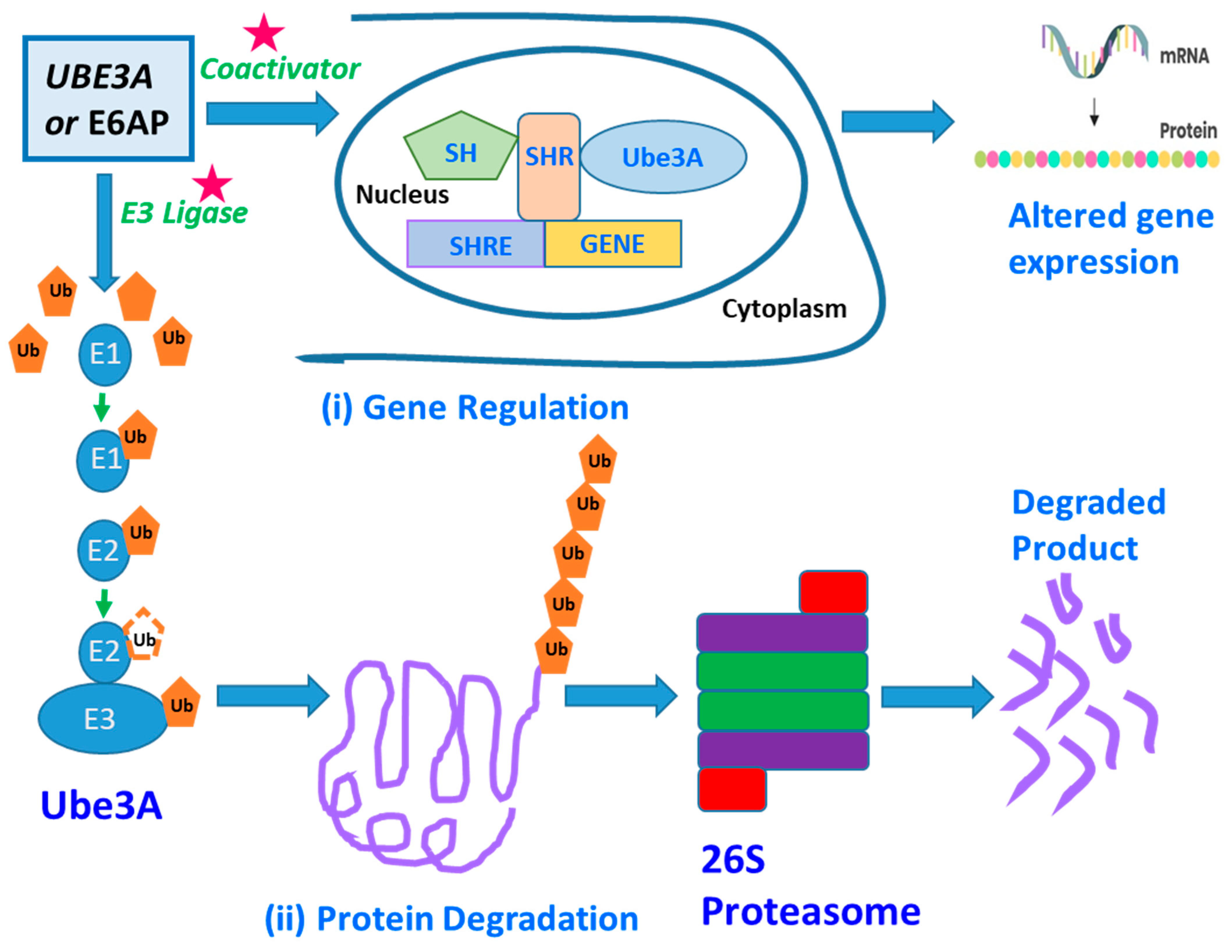 Diseases 12 00007 g001