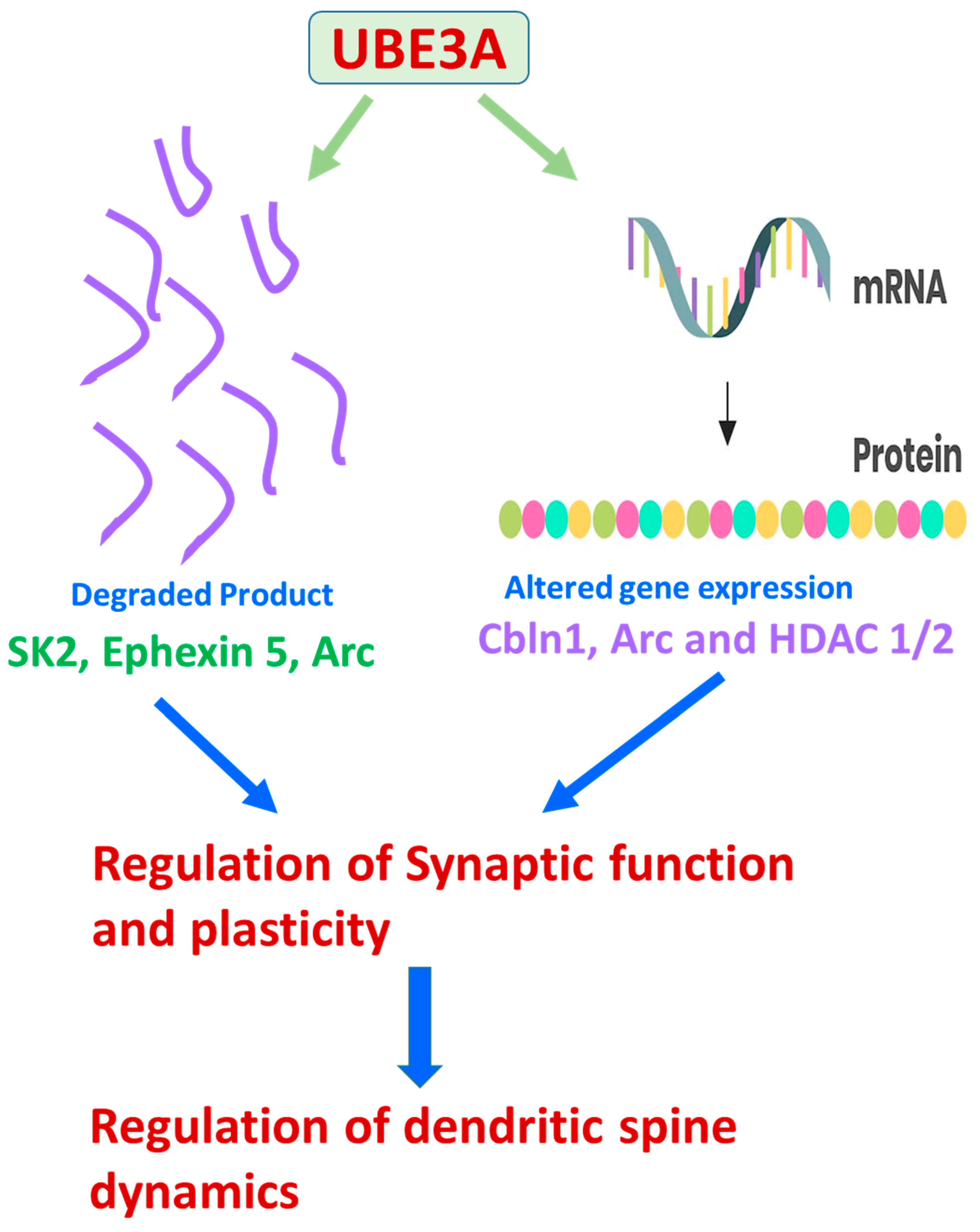 Diseases 12 00007 g003
