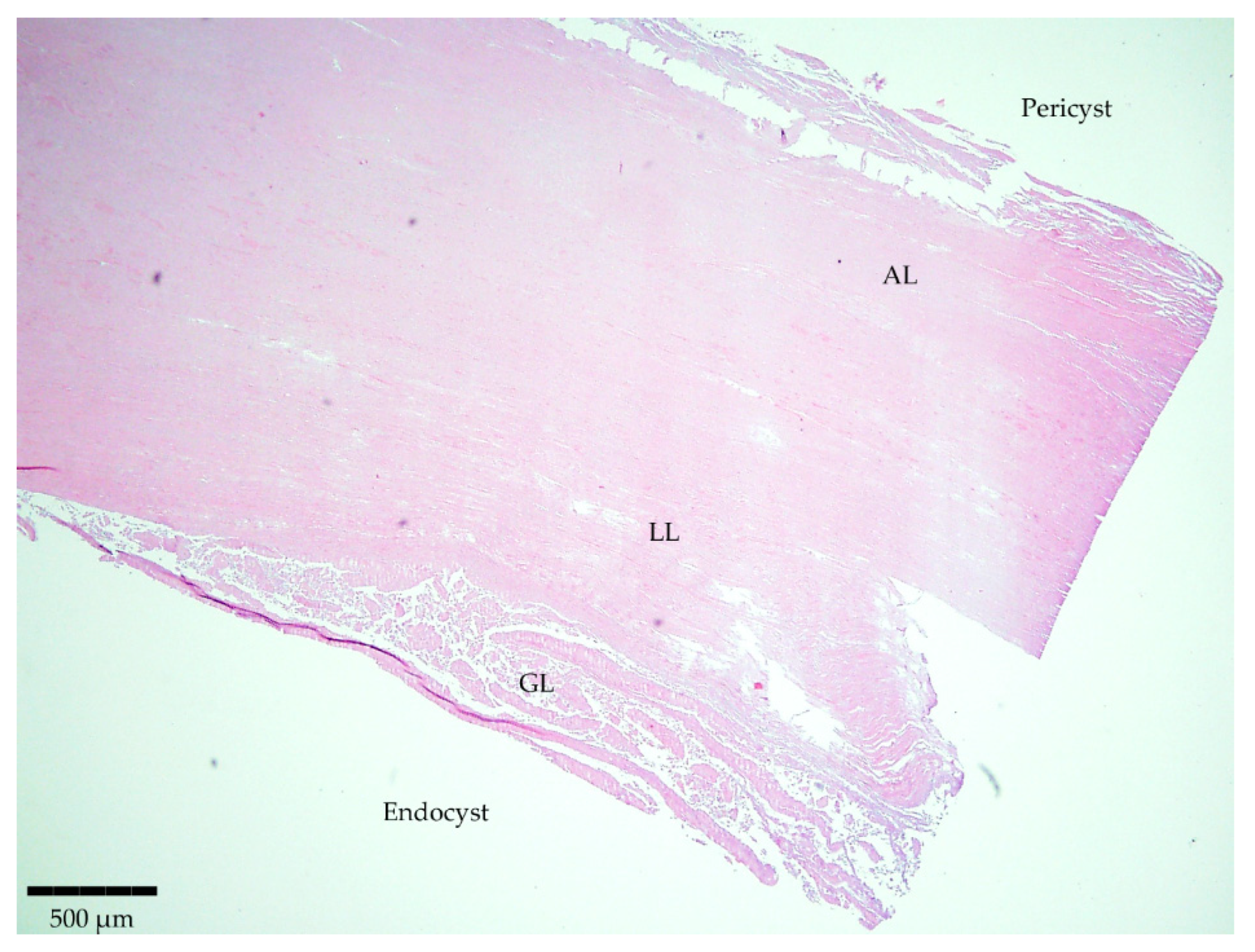 Diseases 12 00084 g001