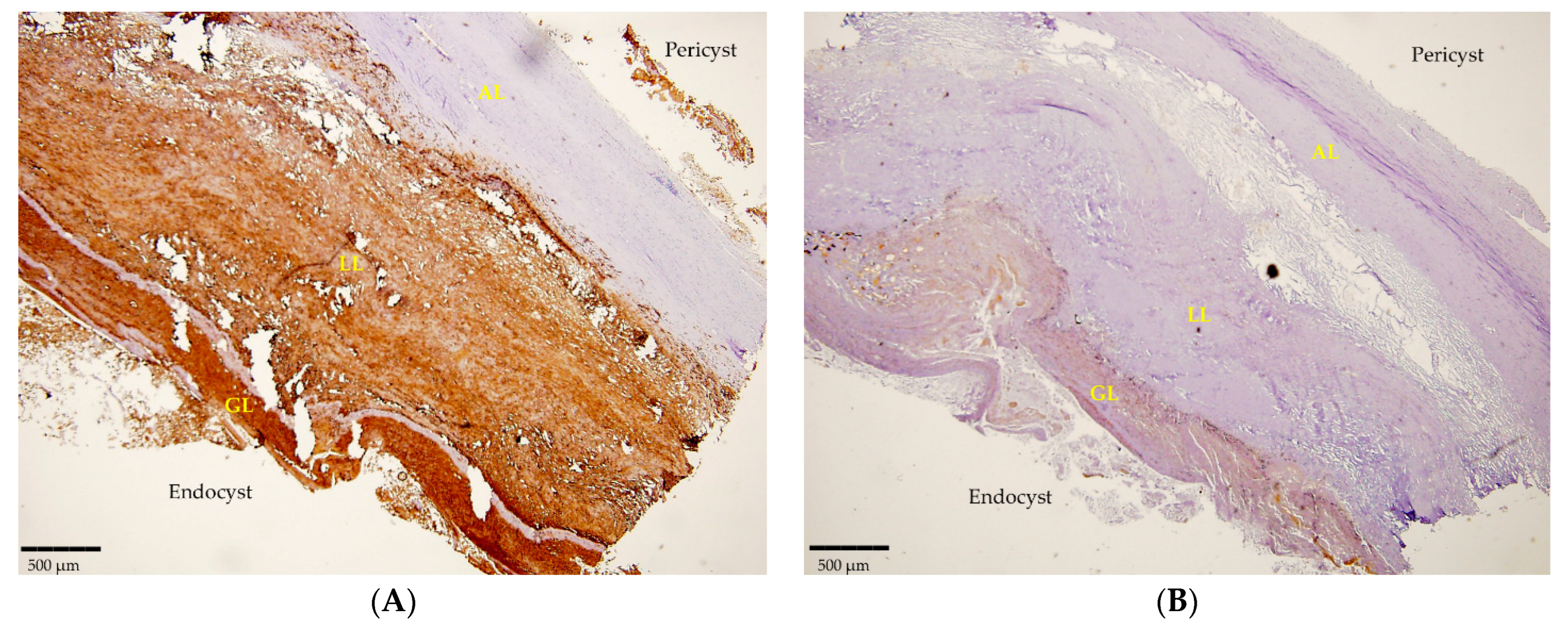 Diseases 12 00084 g002