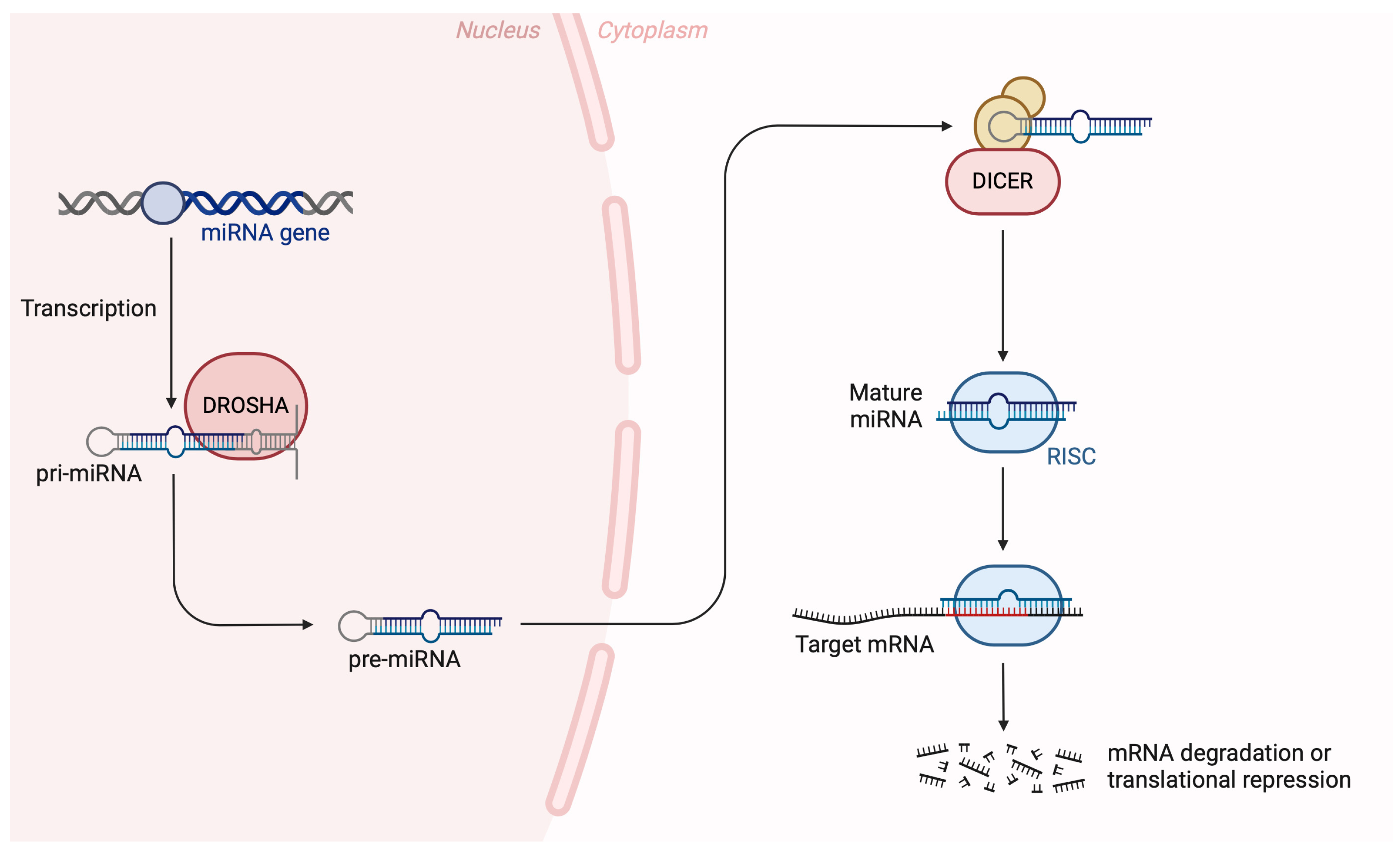 Diseases 12 00121 g001