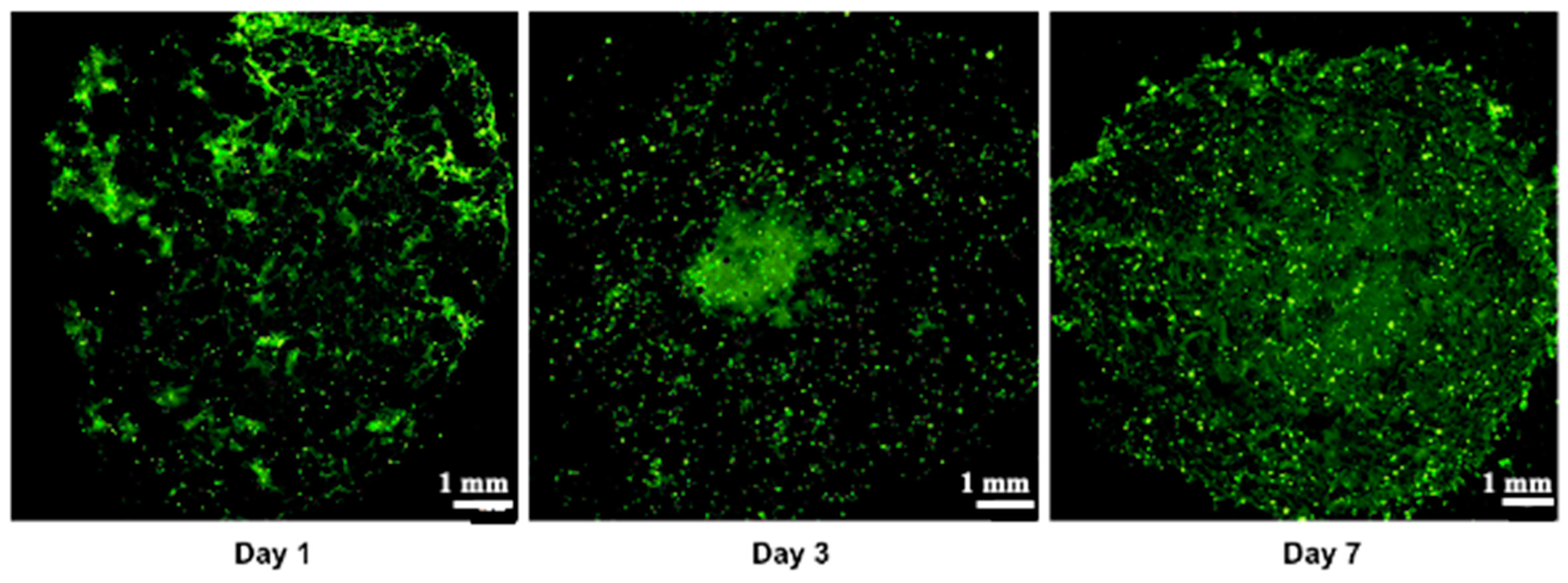 Diseases 12 00206 g009