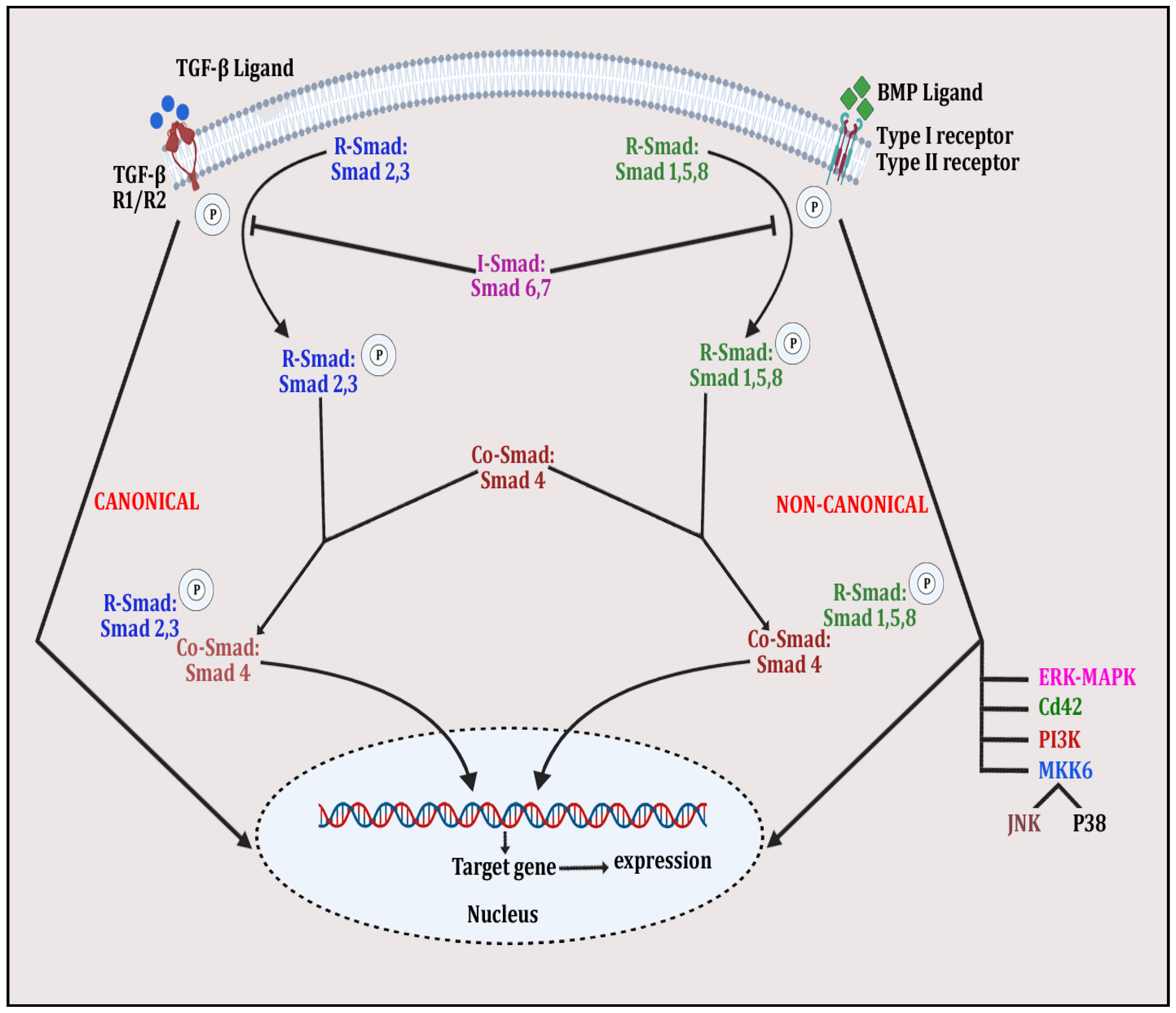 Diseases 12 00252 g004 Diseases 12 00252 g004