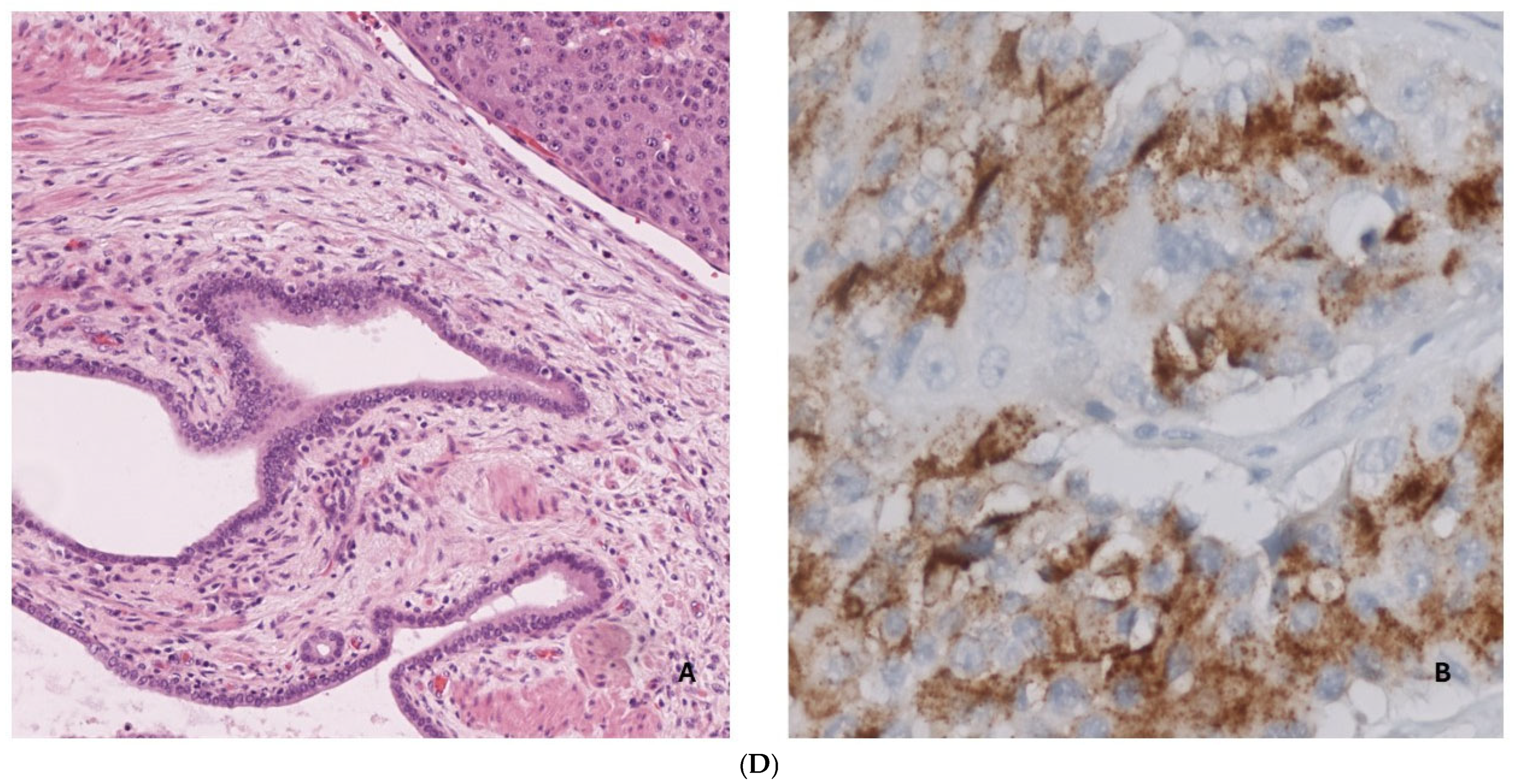 Diseases 12 00259 g001c
