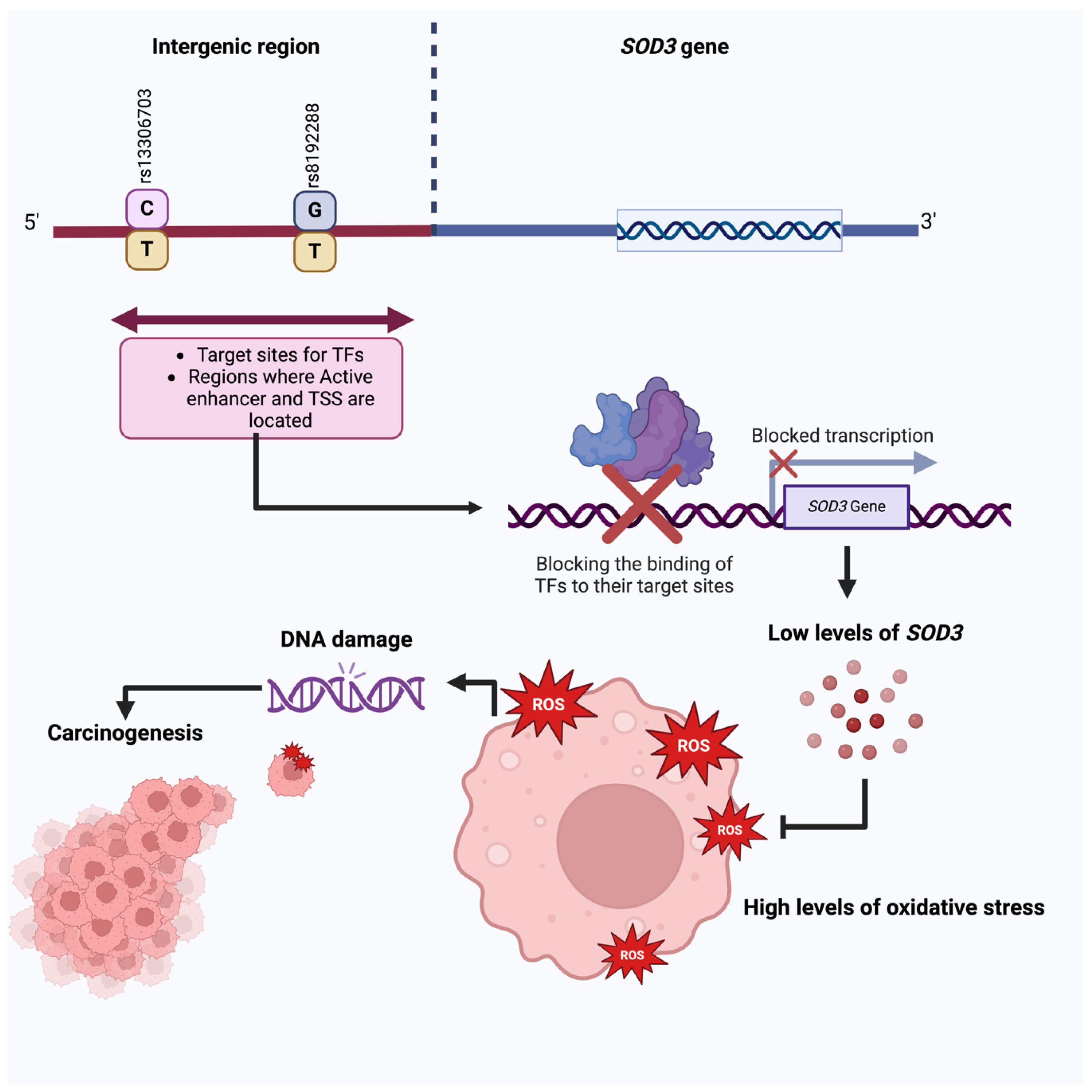 Diseases 12 00276 g004 Diseases 12 00276 g004