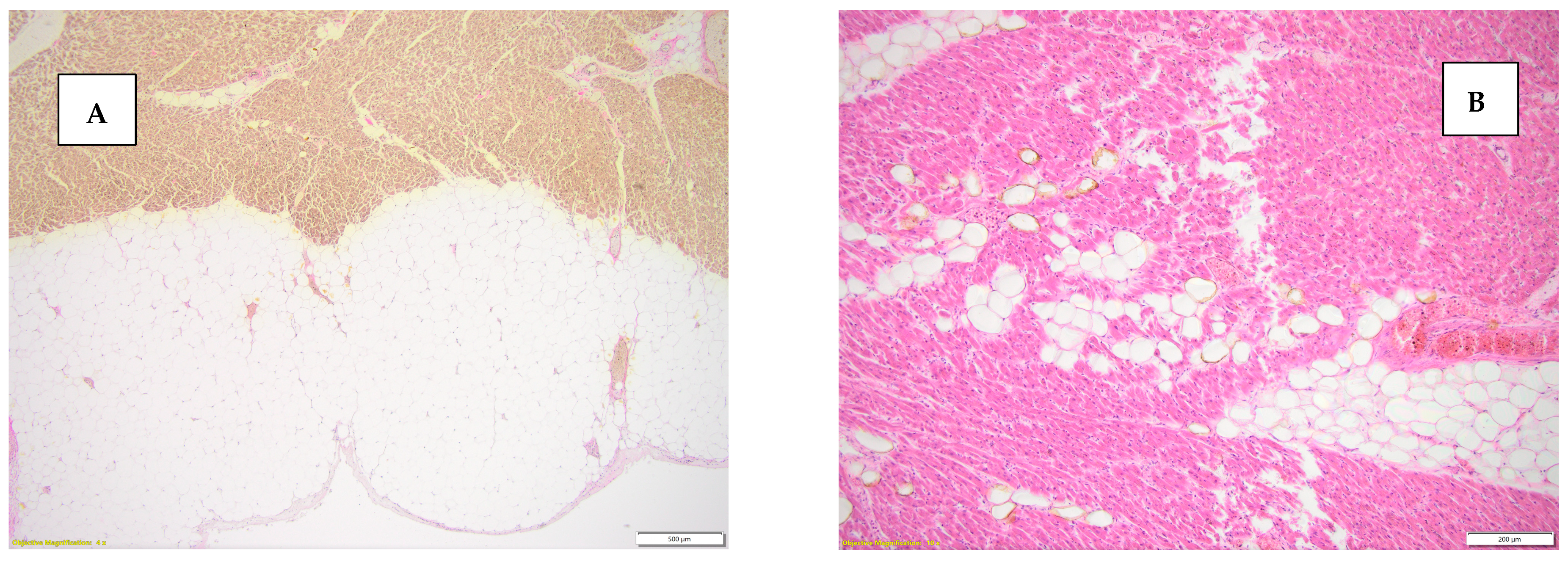 Diseases 13 00008 g004