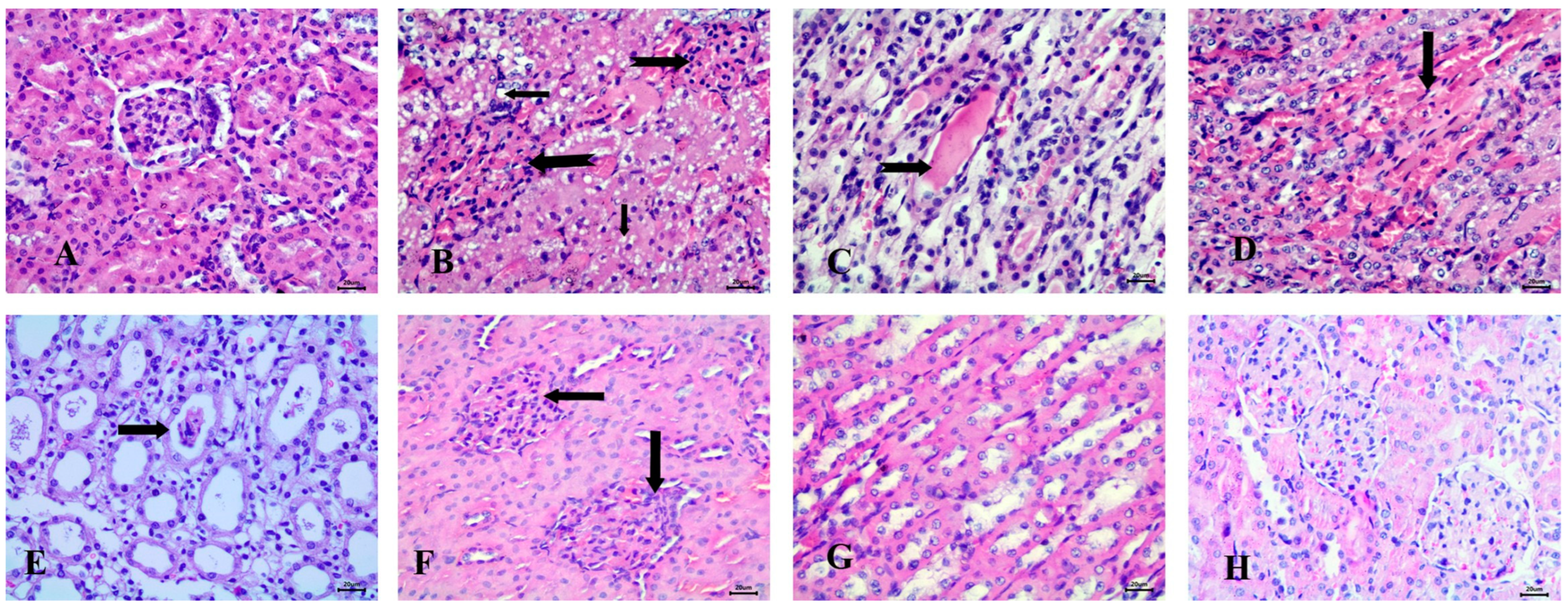 Diseases 13 00087 g007