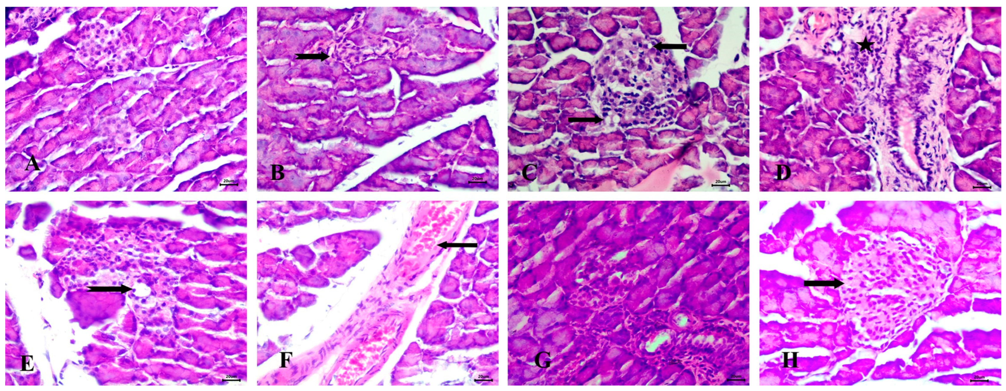 Diseases 13 00087 g008