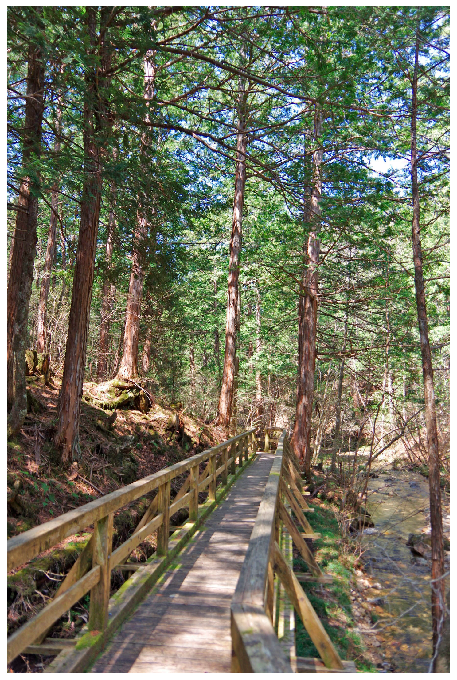 Diseases 13 00100 g003