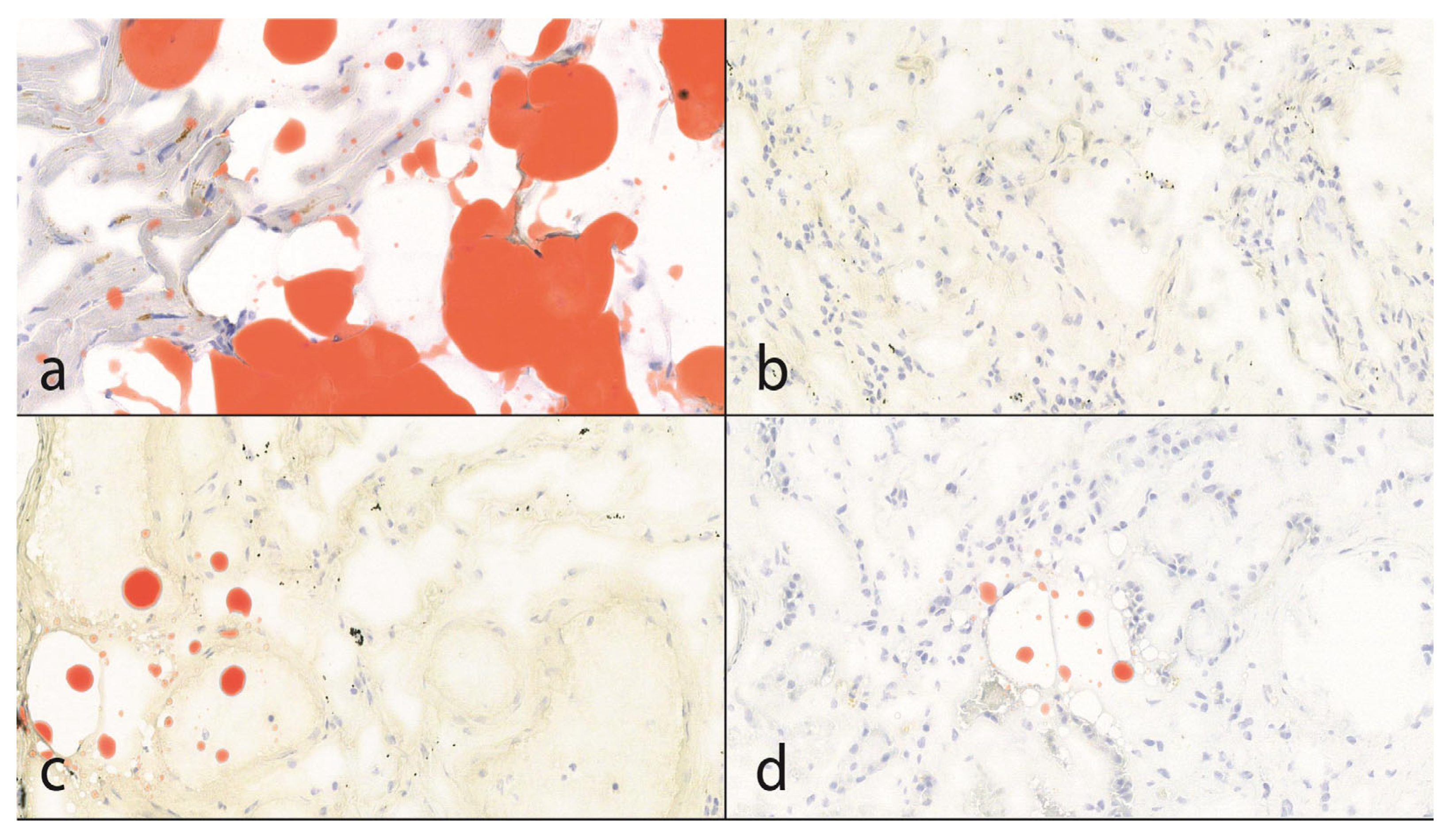 Diseases 13 00174 g002 Diseases 13 00174 g002