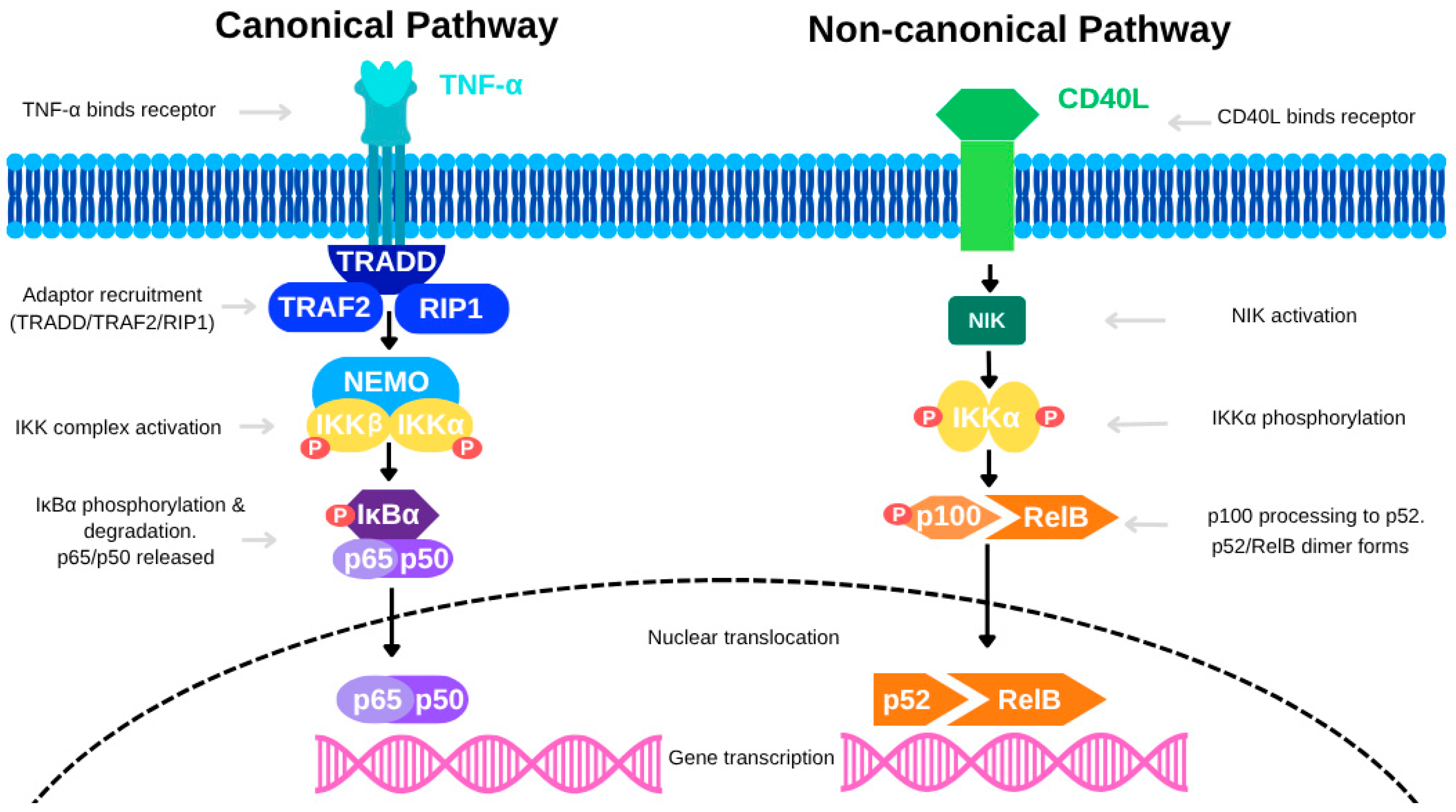 Diseases 13 00185 g002