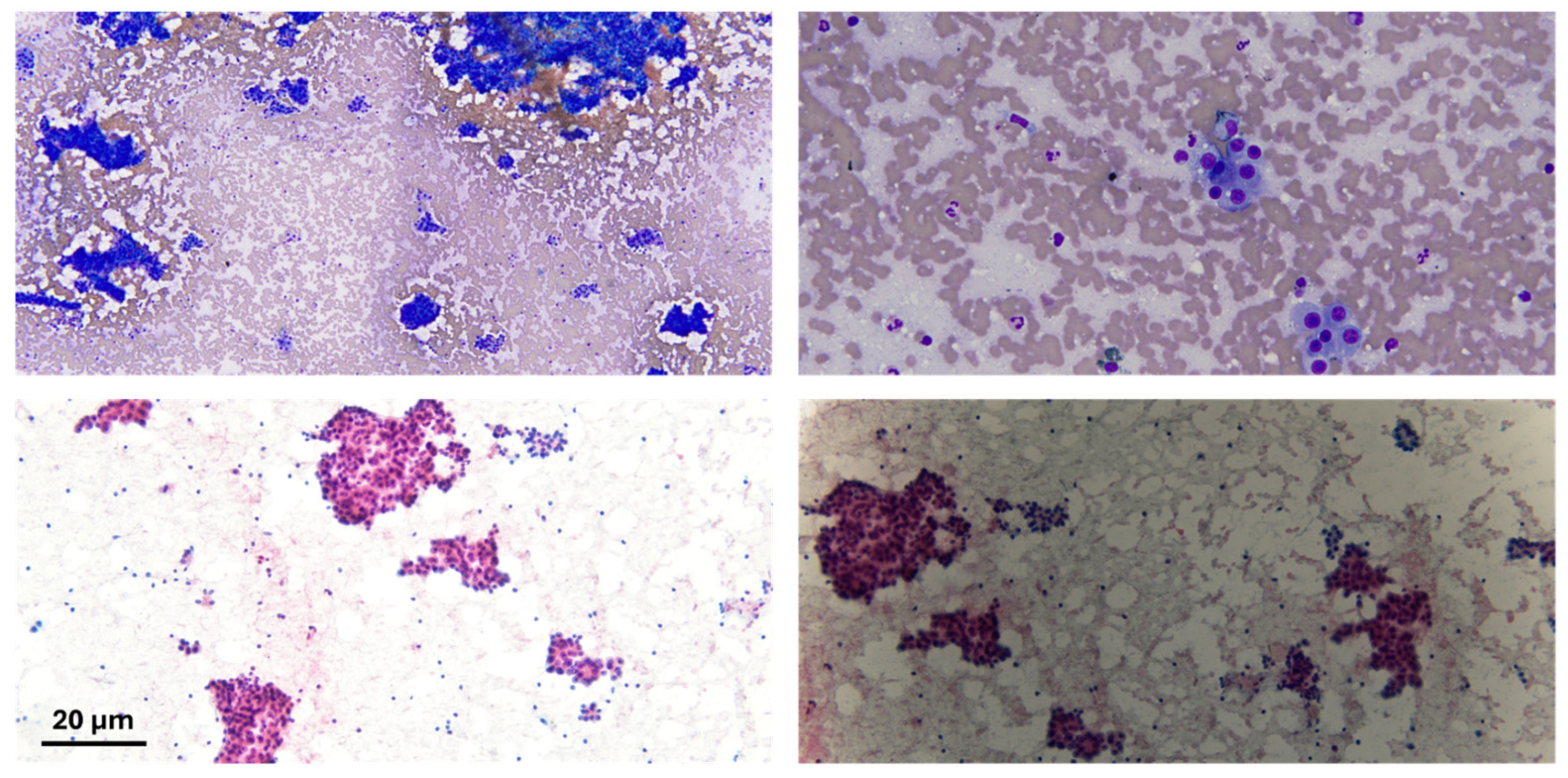 Diseases 13 00207 g002