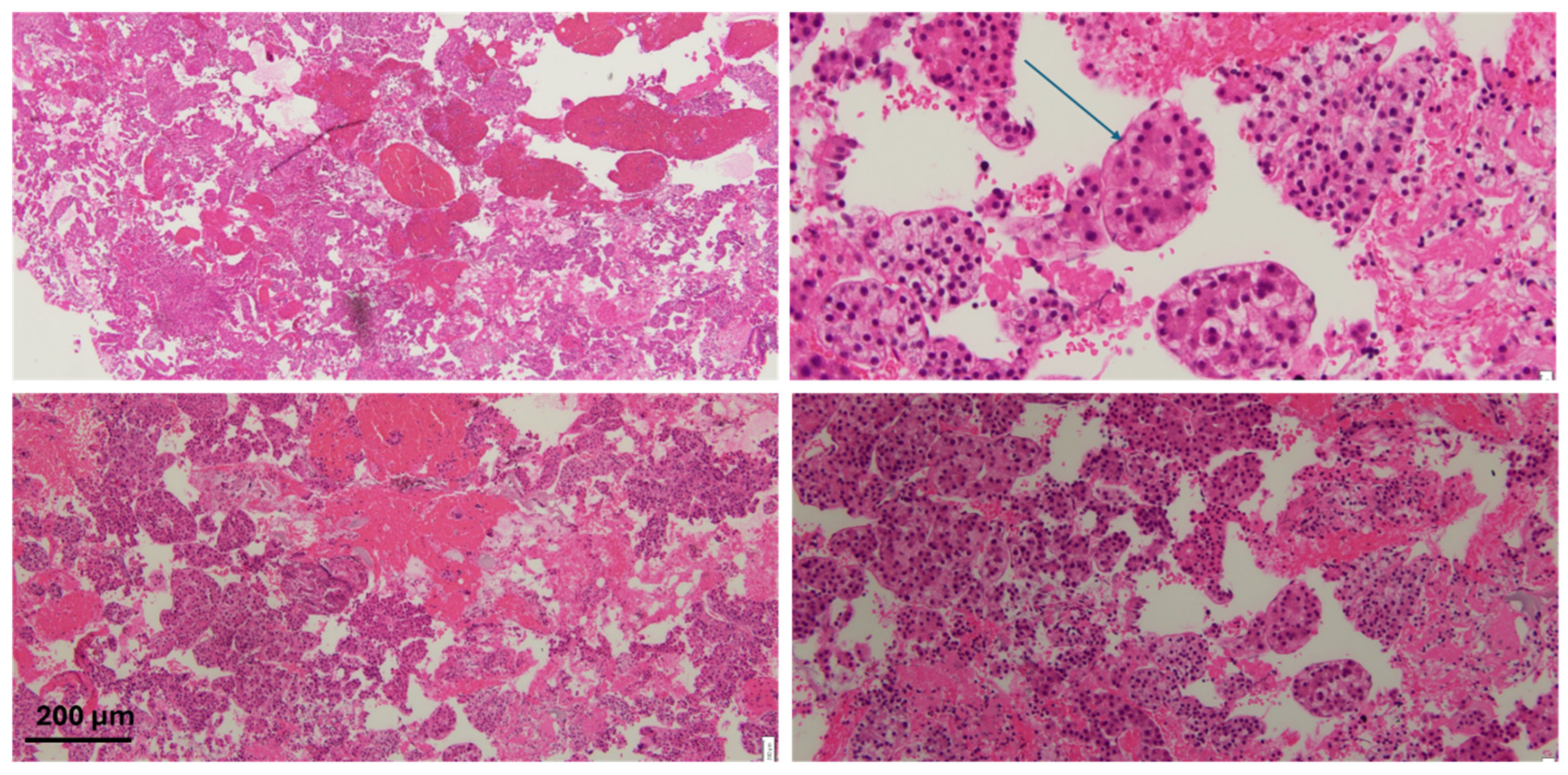 Diseases 13 00207 g003