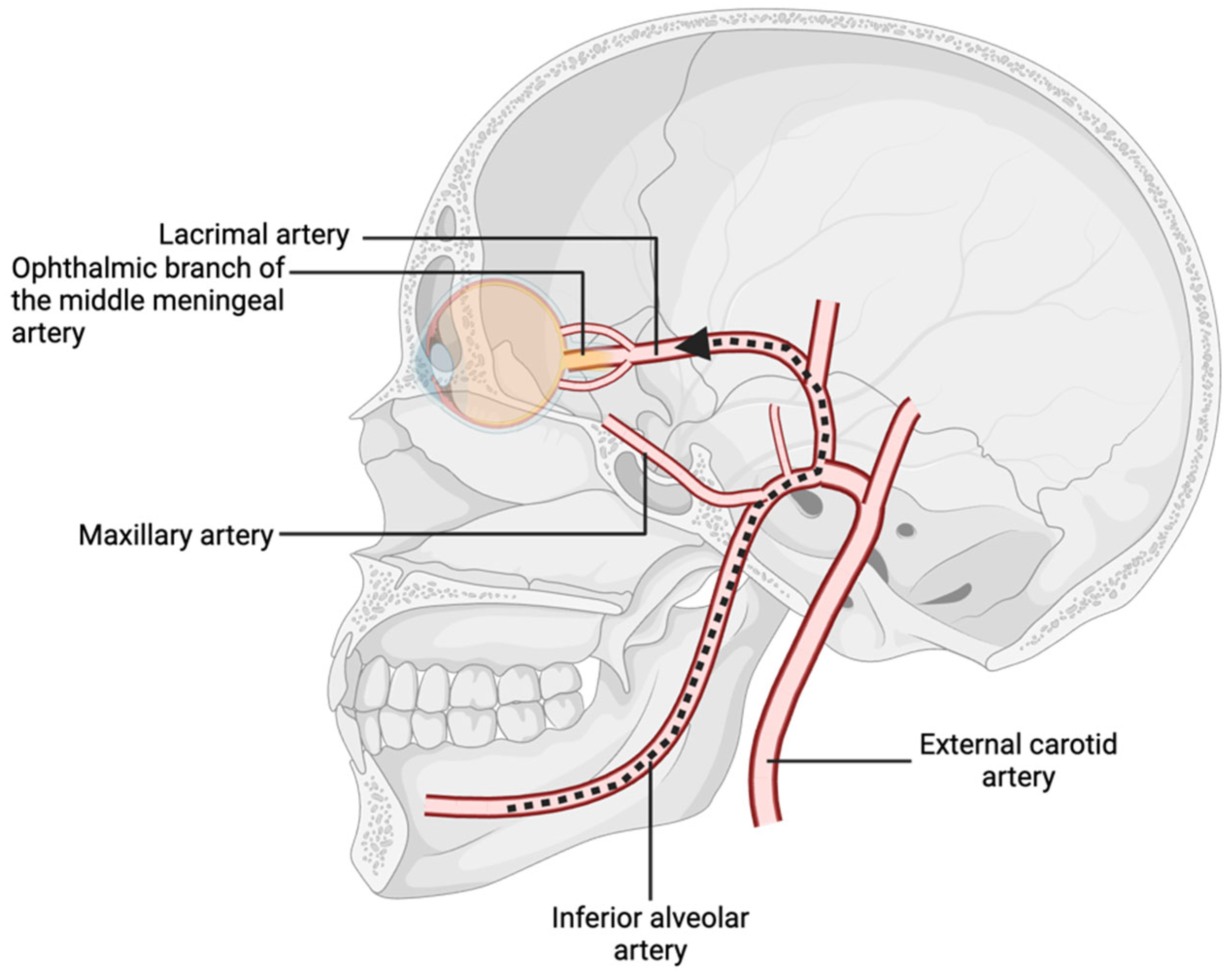 Diseases 13 00244 g002 Diseases 13 00244 g002