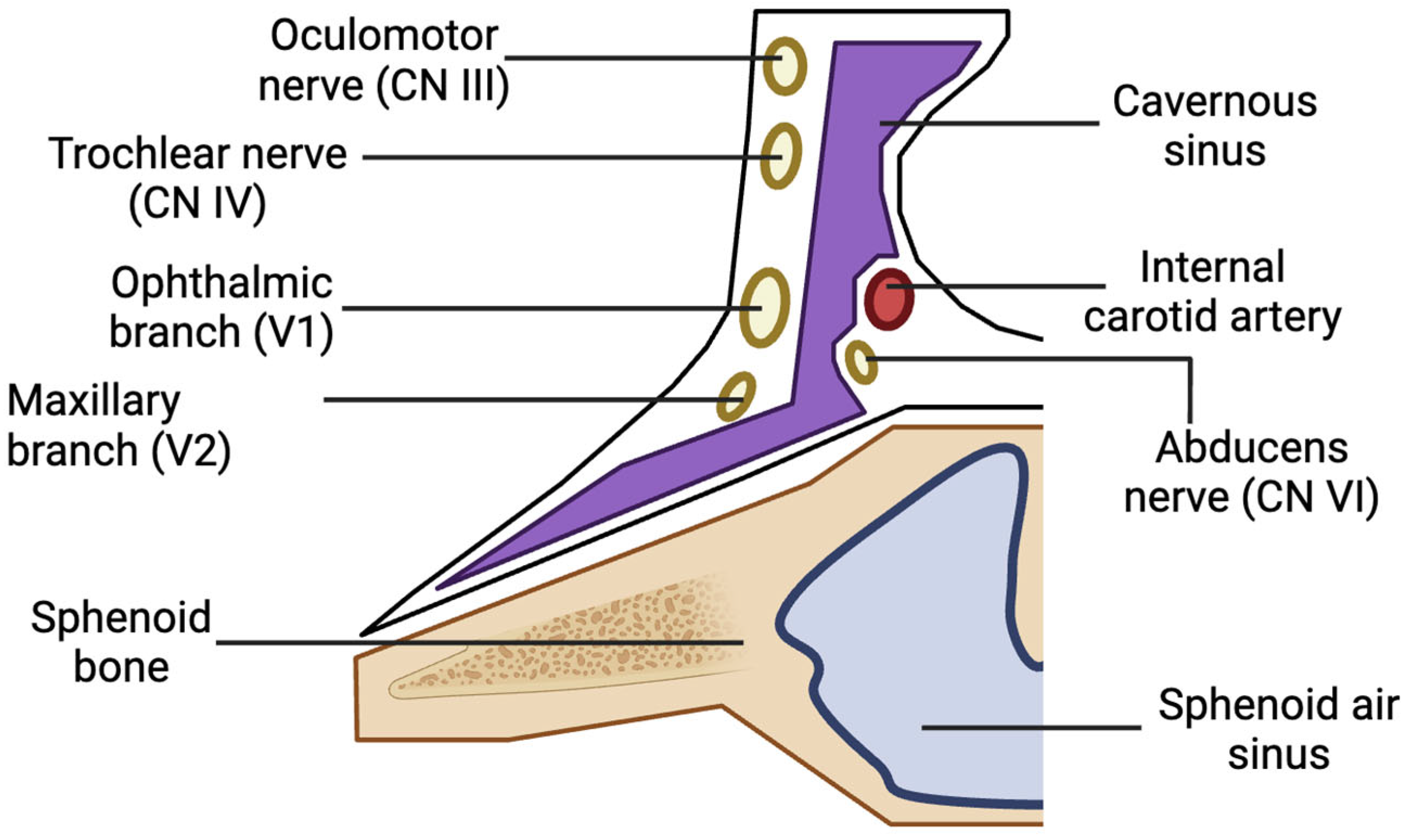 Diseases 13 00244 g003 Diseases 13 00244 g003
