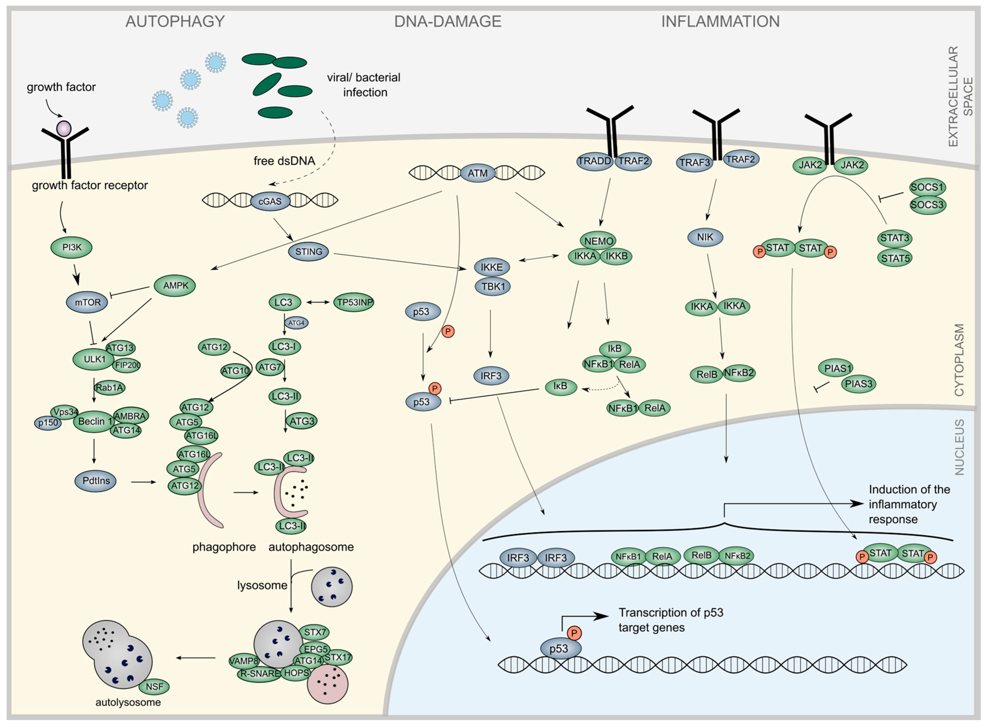 Diseases 13 00245 g001 Diseases 13 00245 g001
