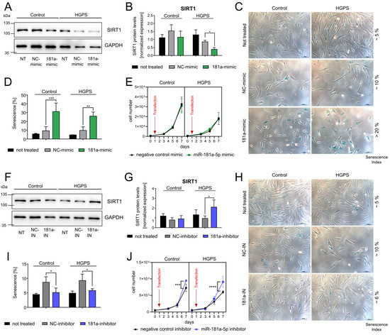 Impact of miR-181a on SIRT1 Expression and Senescence in Hutchinson ...