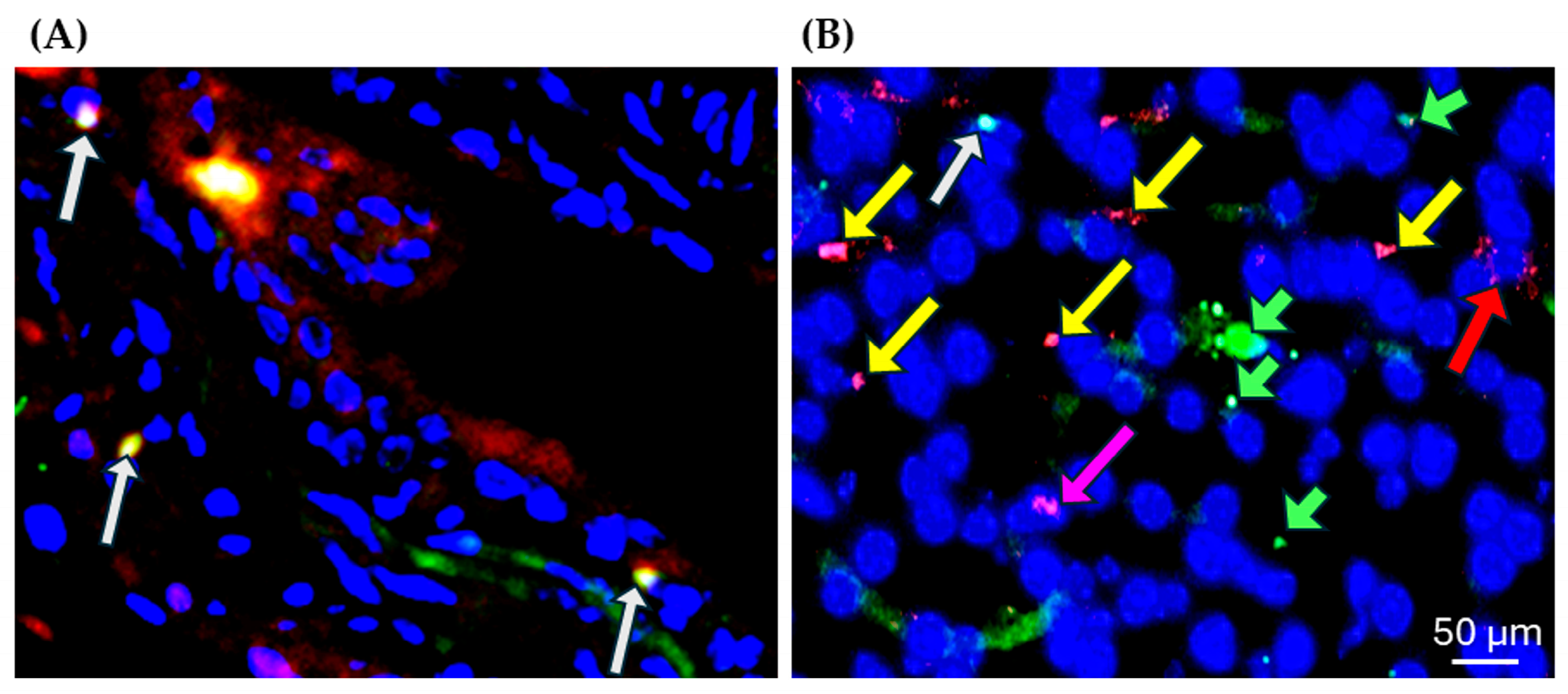 Diseases 13 00246 g003 Diseases 13 00246 g003