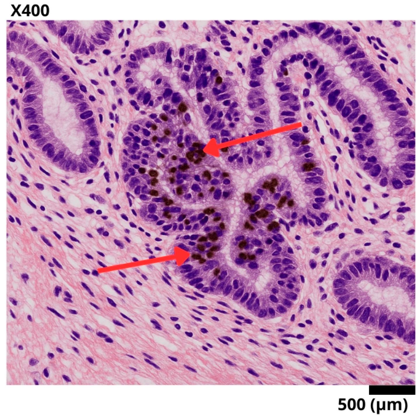 Diseases 13 00251 g002 Diseases 13 00251 g002