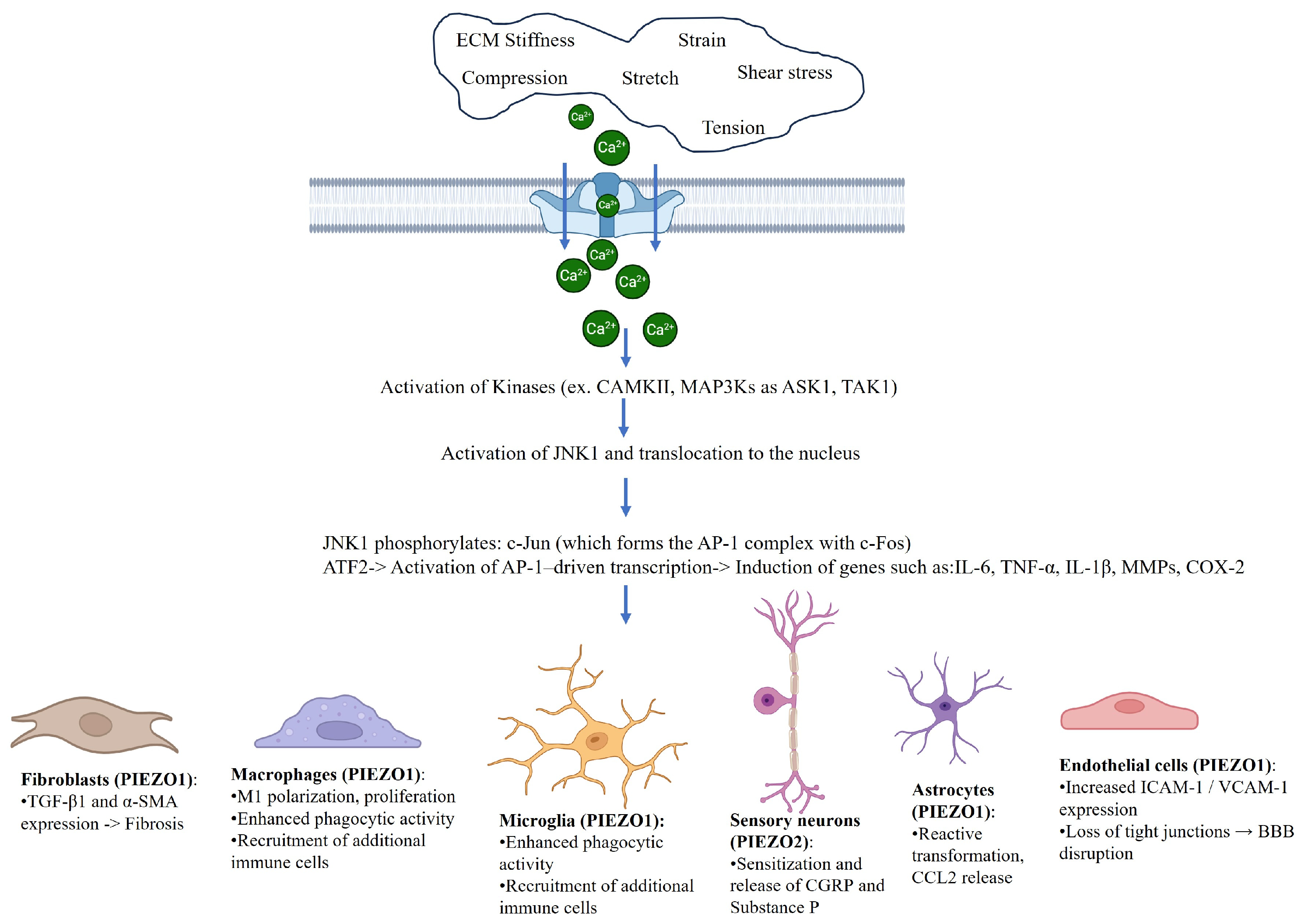 Diseases 13 00263 g001 Diseases 13 00263 g001