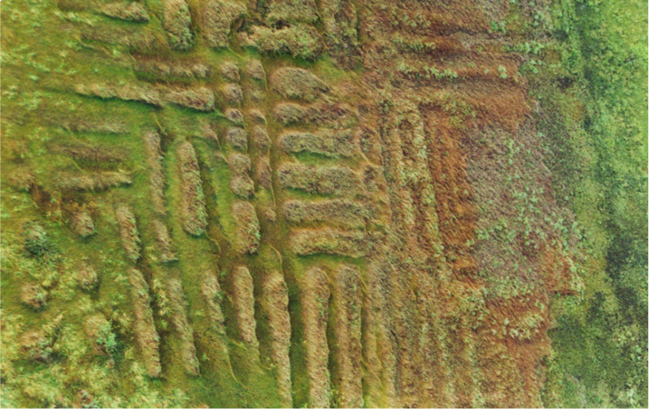 Diversity 02 00331 g006 1024