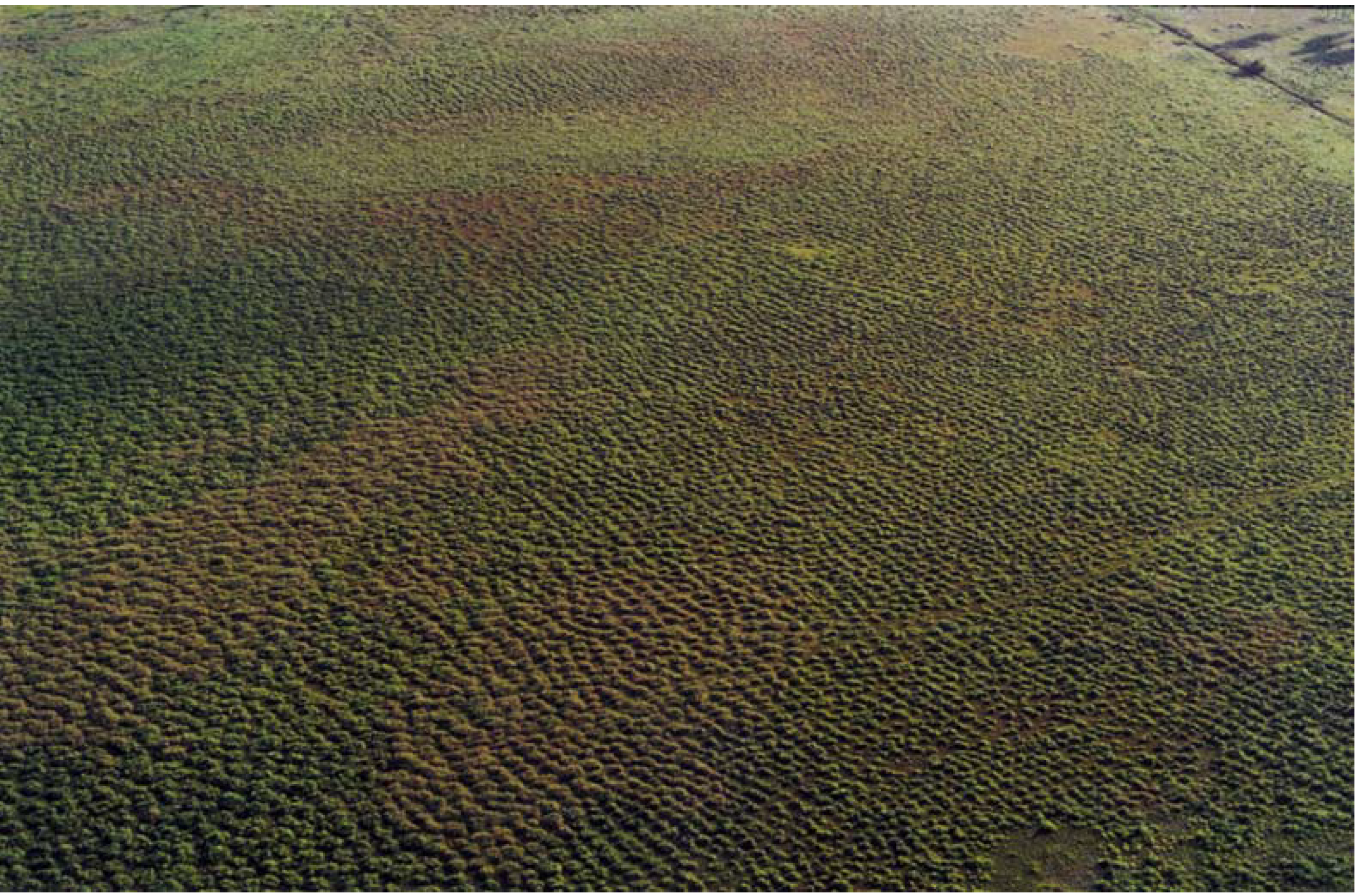 Diversity 02 00331 g009 1024