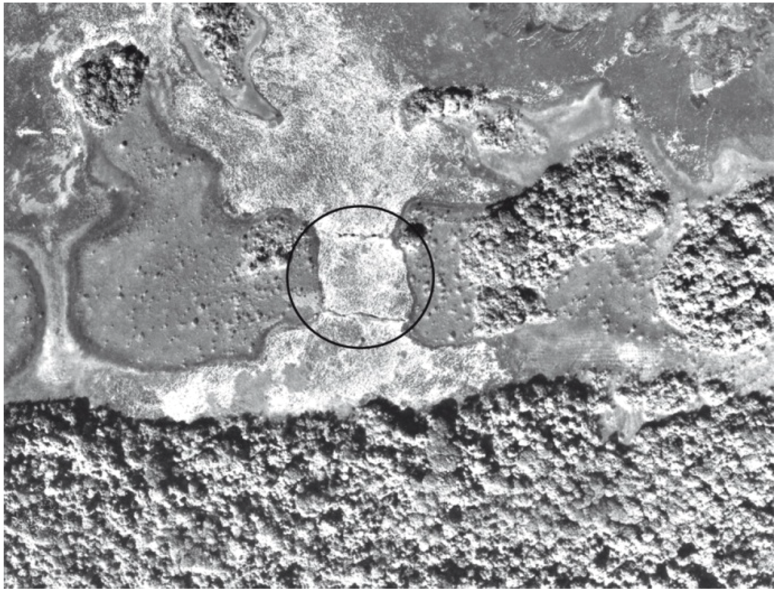 Diversity 02 00331 g010 1024