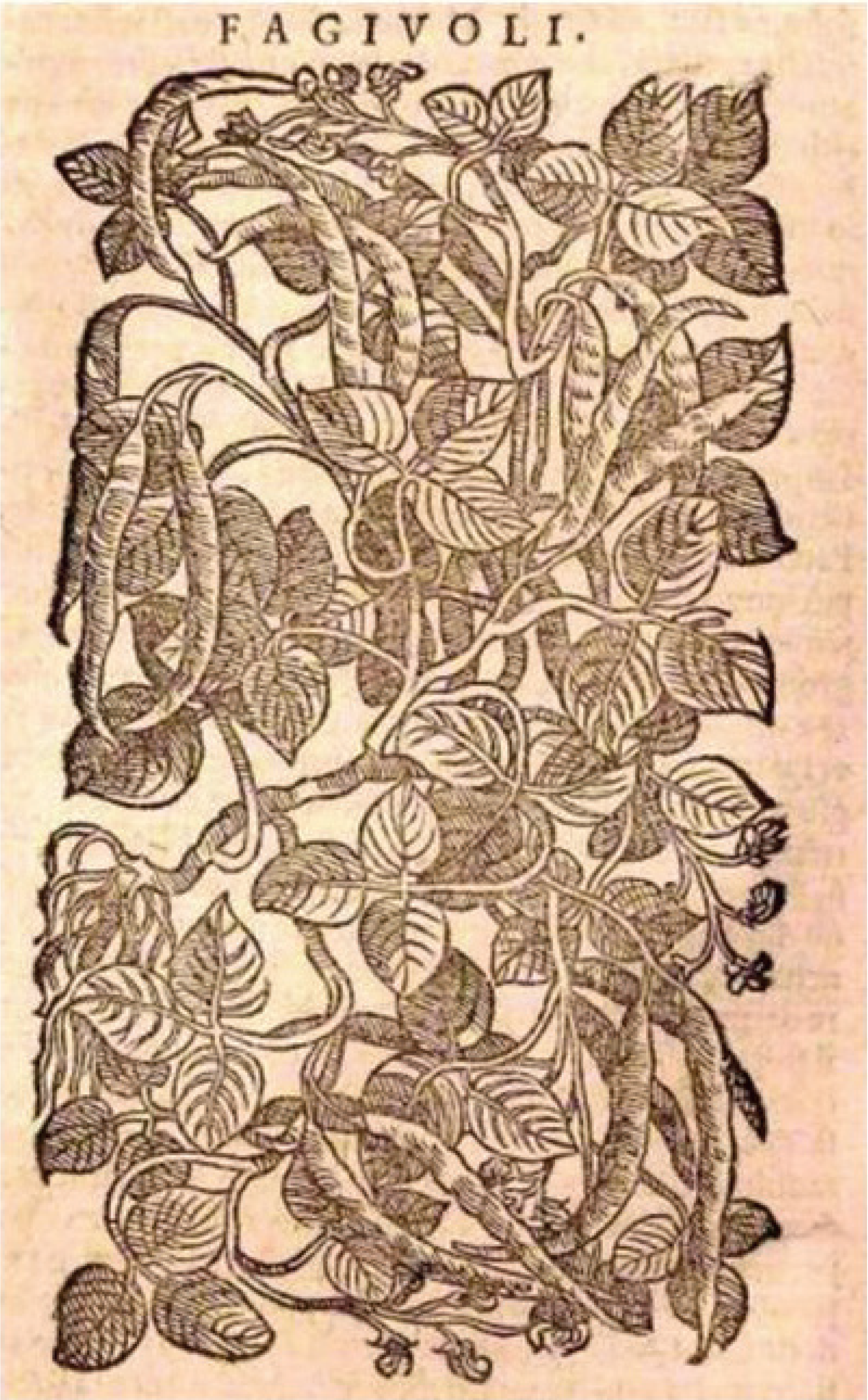 Diversity 02 00837 g001