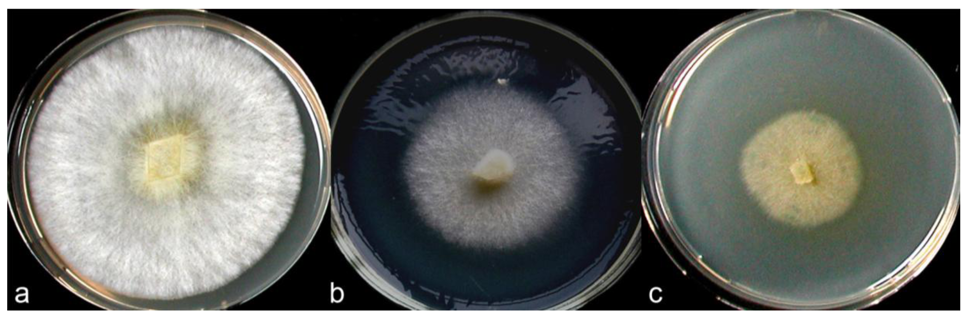 Diversity 03 00136f7 1024