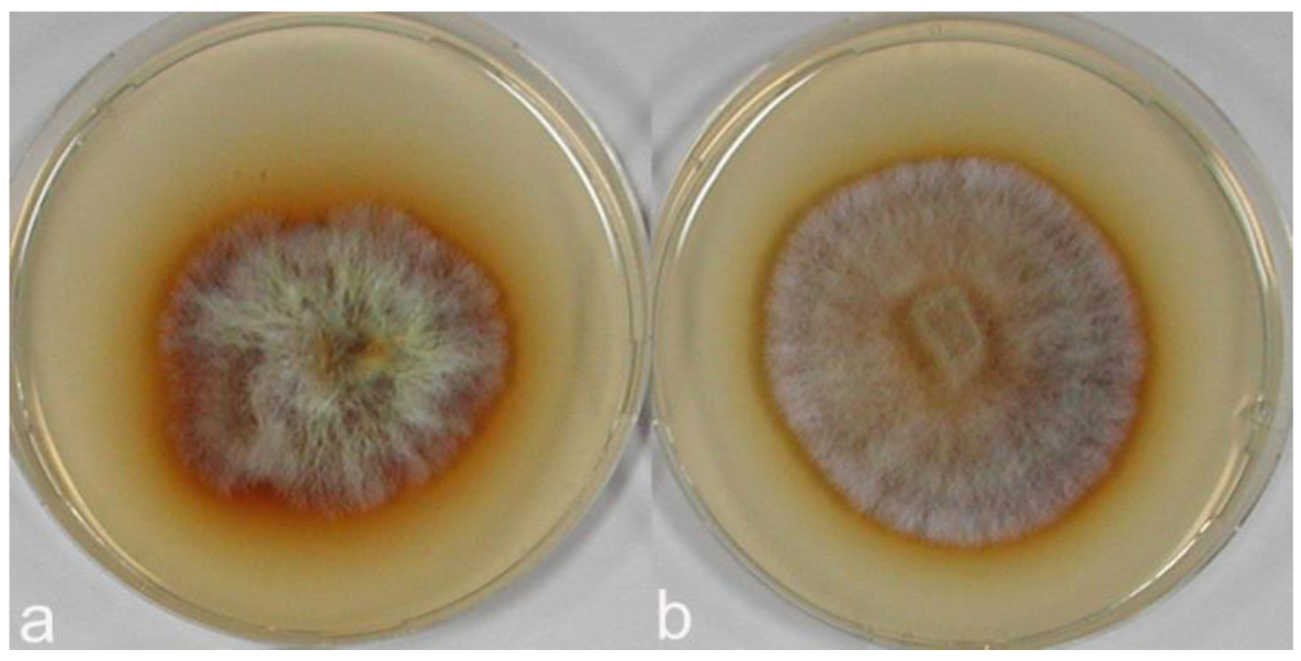 Diversity 03 00136f9 1024