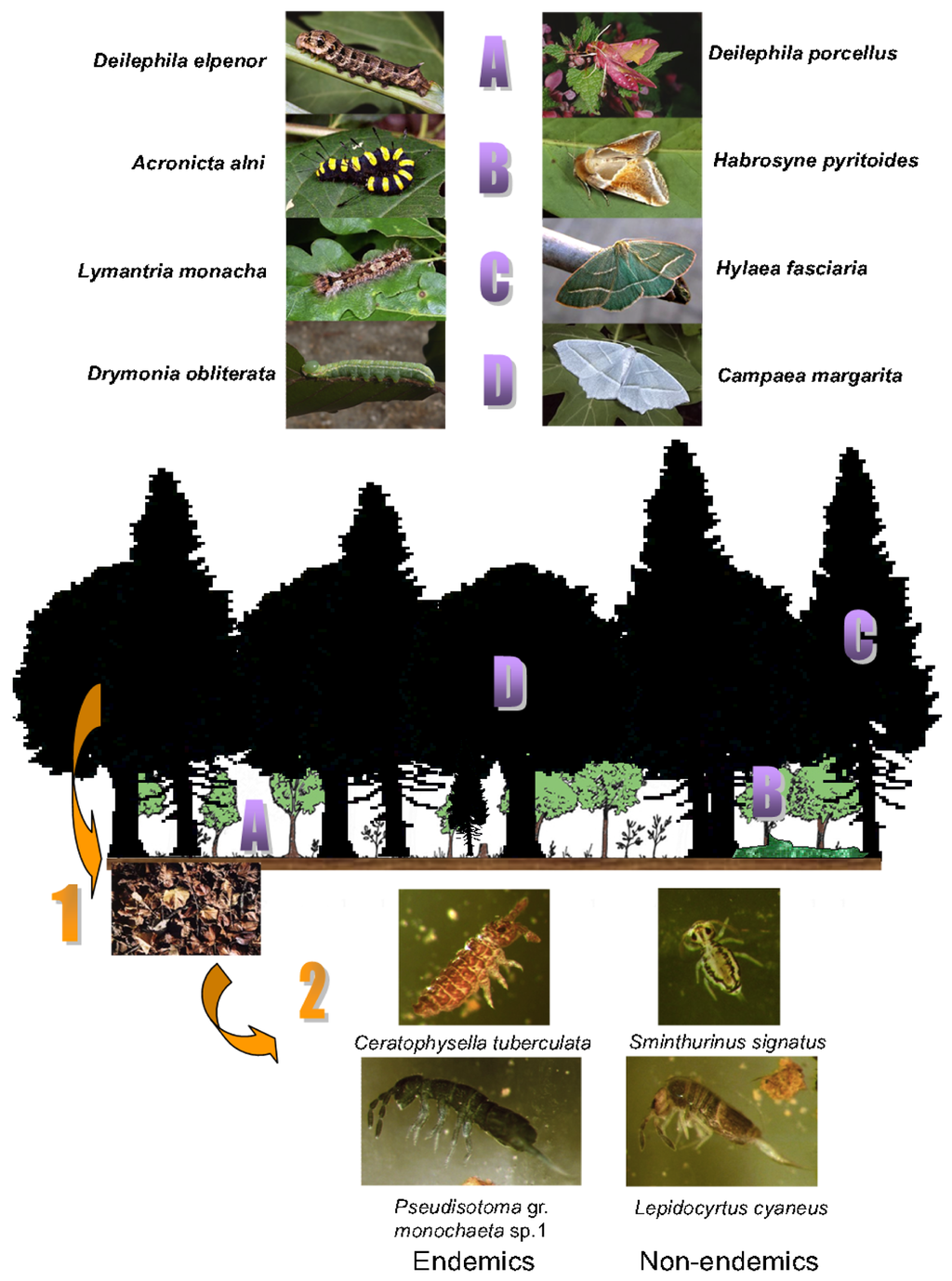 Diversity Free FullText Illustration of the Structure of Arthropod Assemblages (Collembola