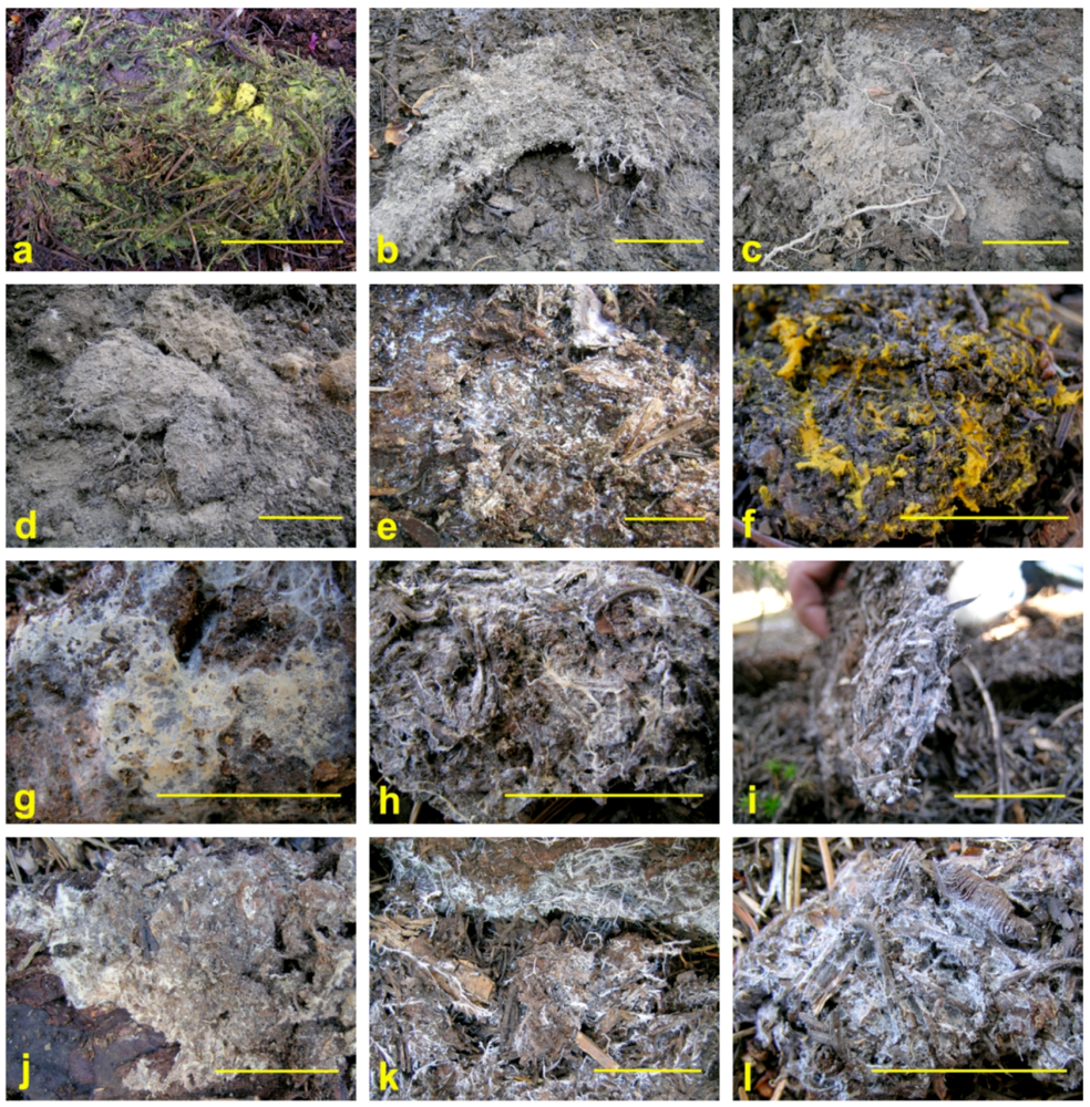 Diversity Free Full Text Diversity Of Mat Forming Fungi In Relation To Soil Properties Disturbance And Forest Ecotype At Crater Lake National Park Oregon Usa Html