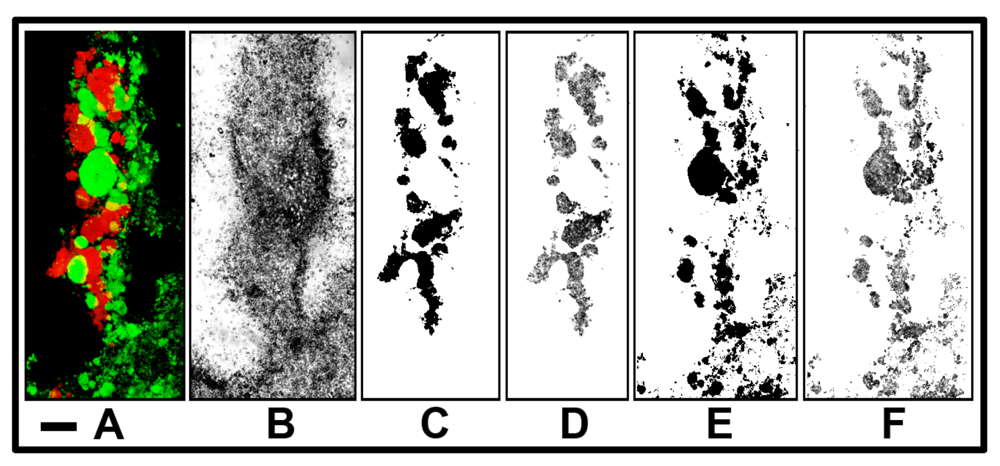 Diversity 05 00426 g014 1024