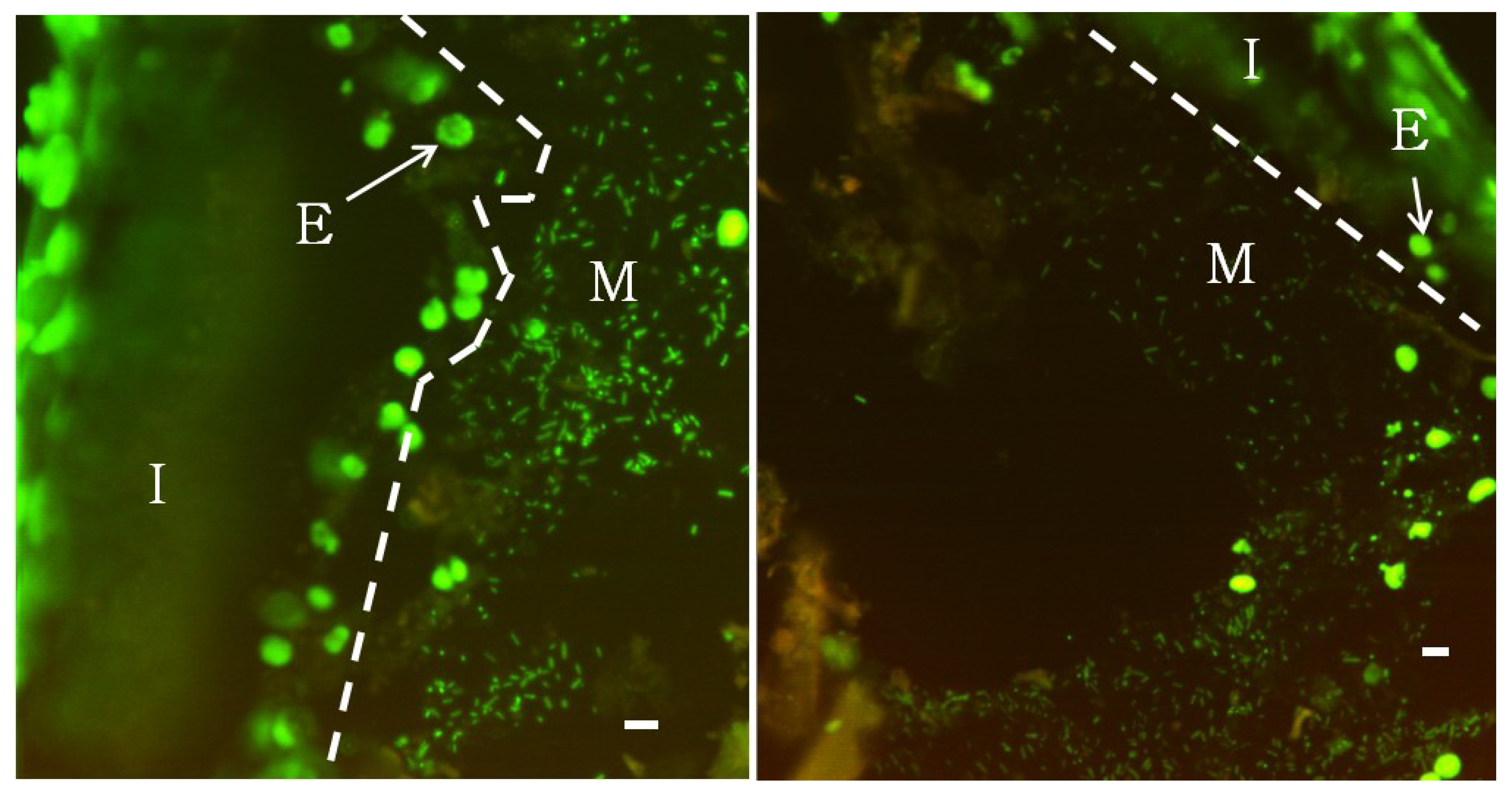 Diversity 05 00641 g001
