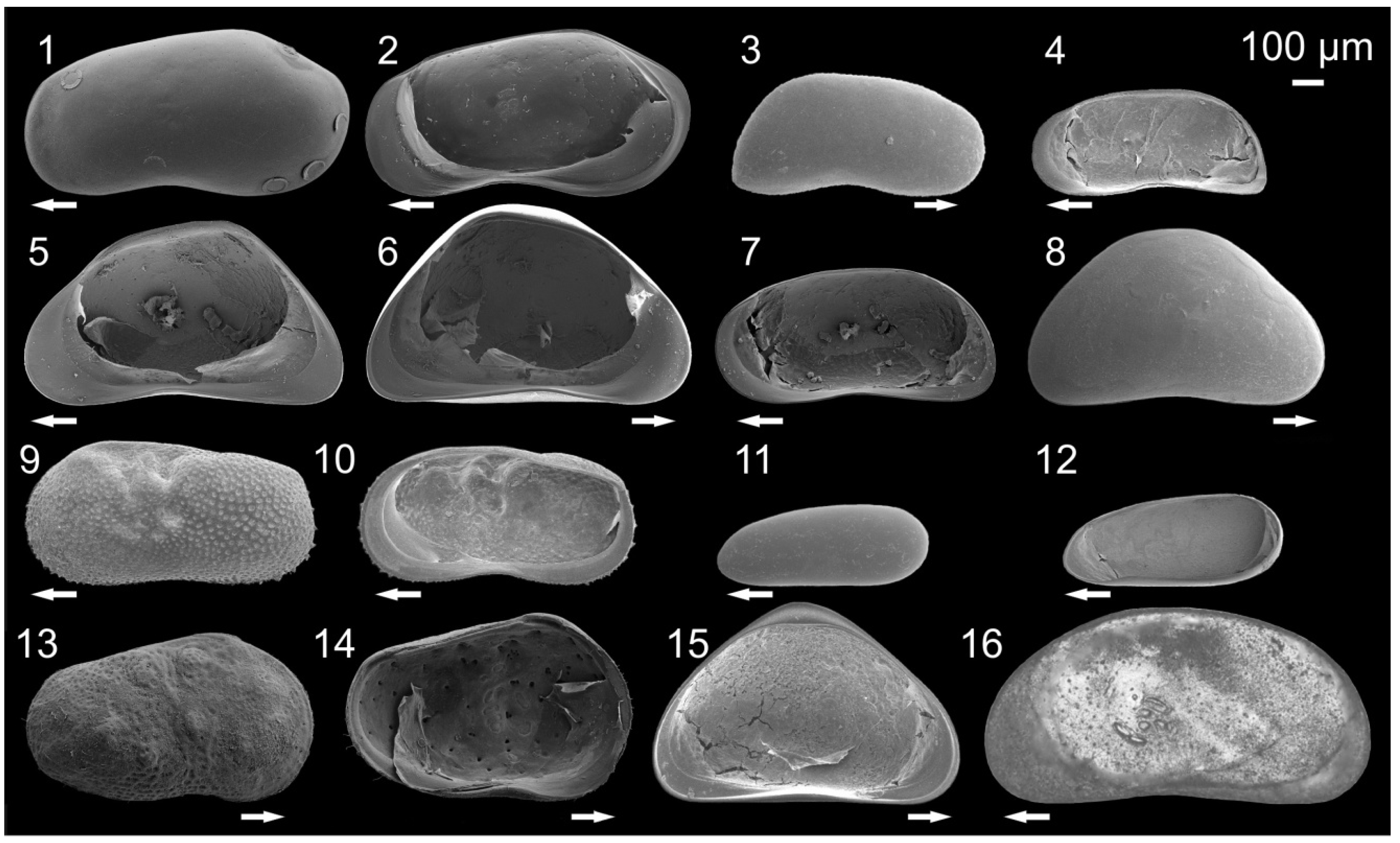 Diversity 06 00524 g002