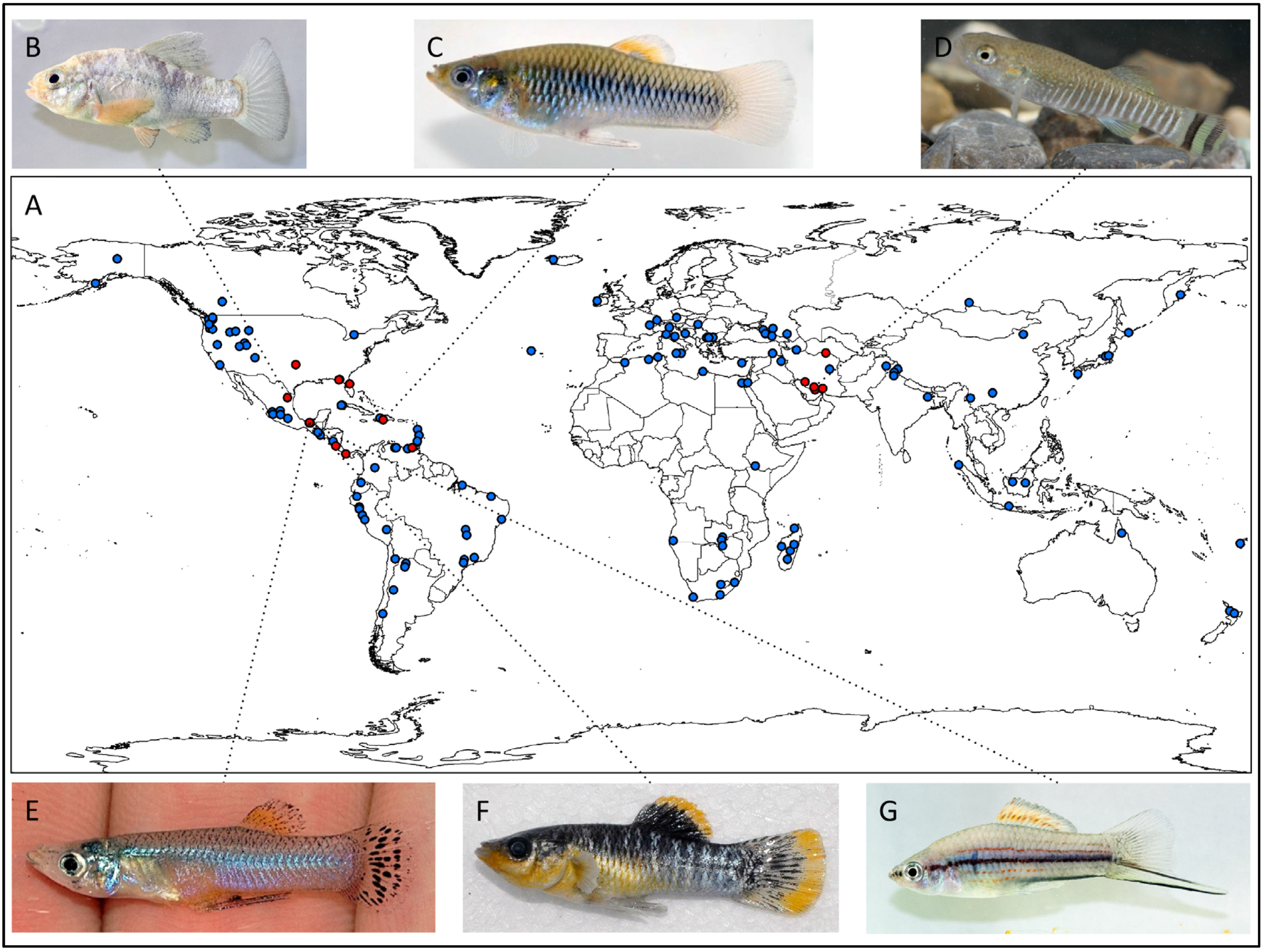 Diversity 06 00597 g001