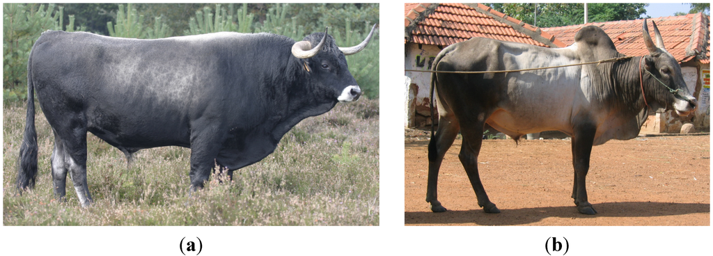 Exciting Developments in the World of Bulls: A Snapshot of Recent News
