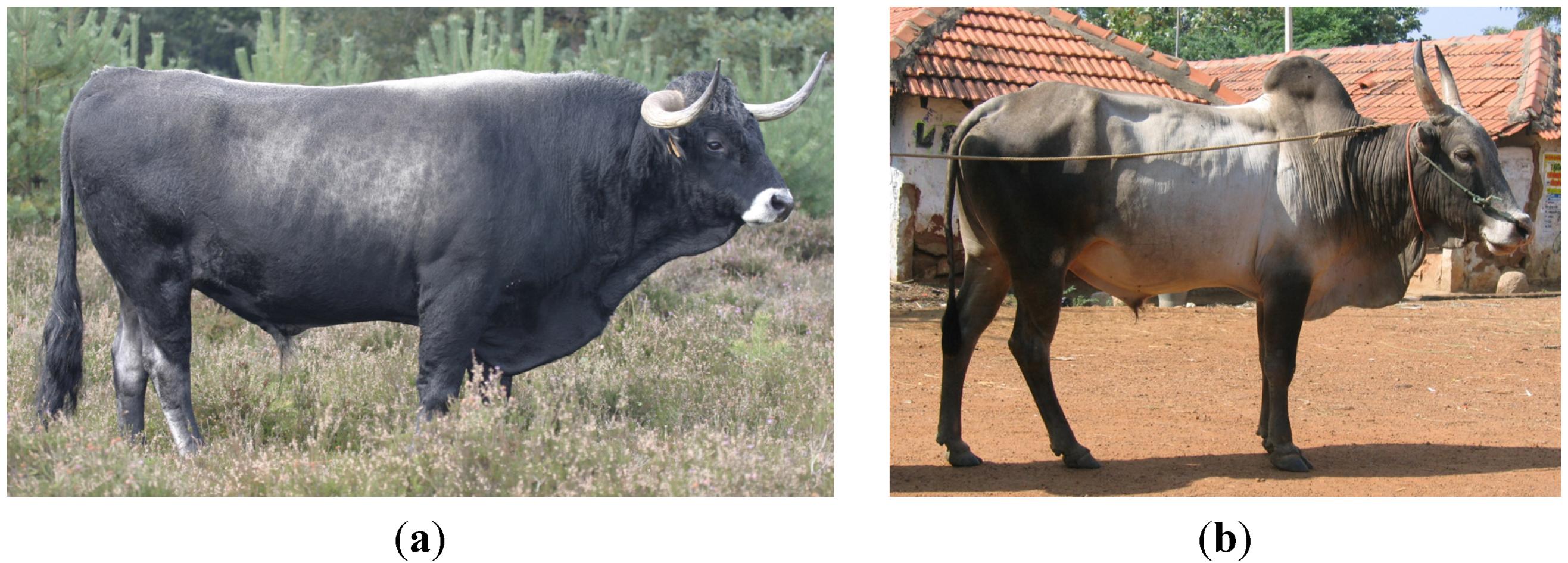 Diversity Free Full-Text On the History of Cattle Genetic Resources pic